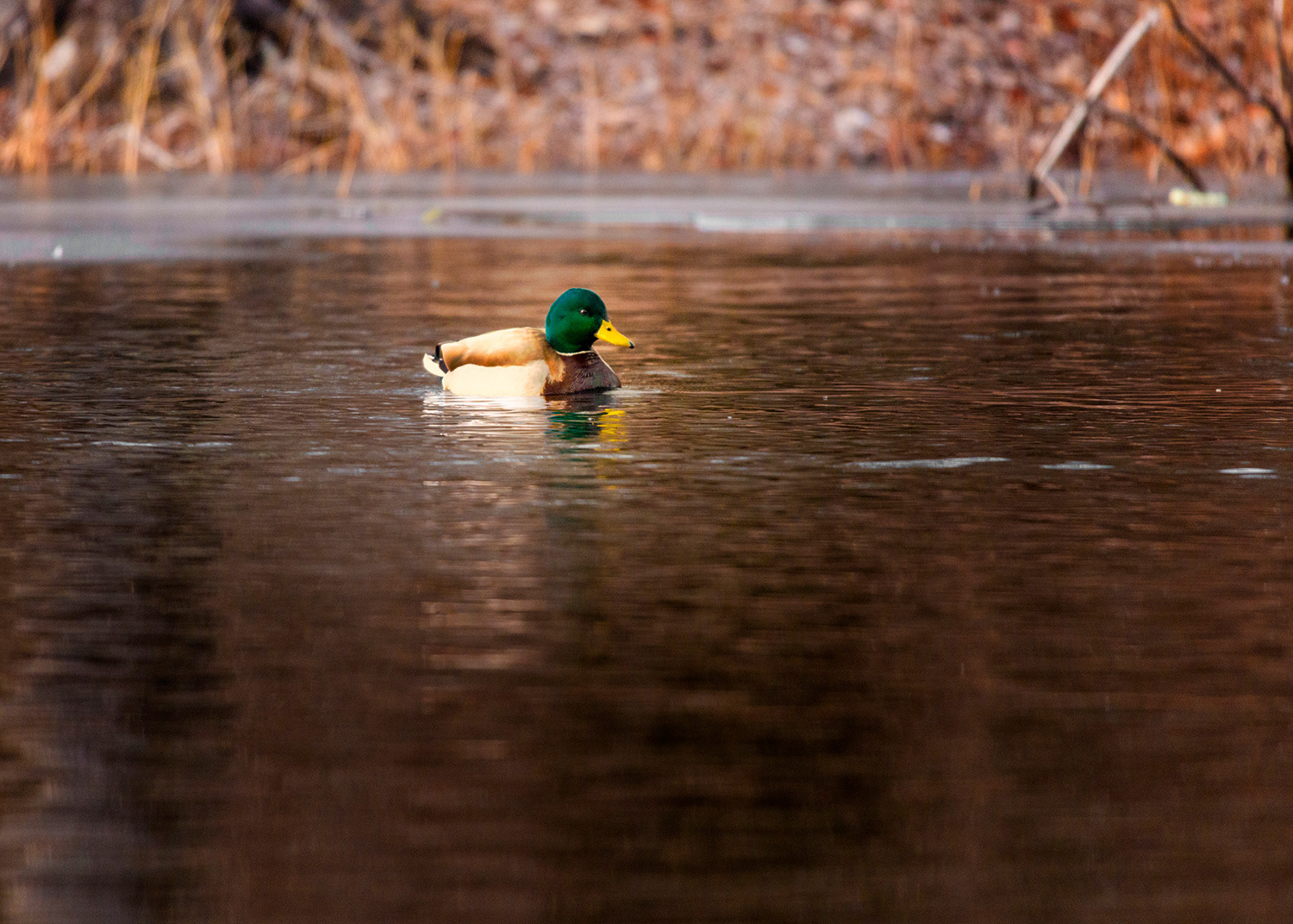 Week 3 - Great Meadows