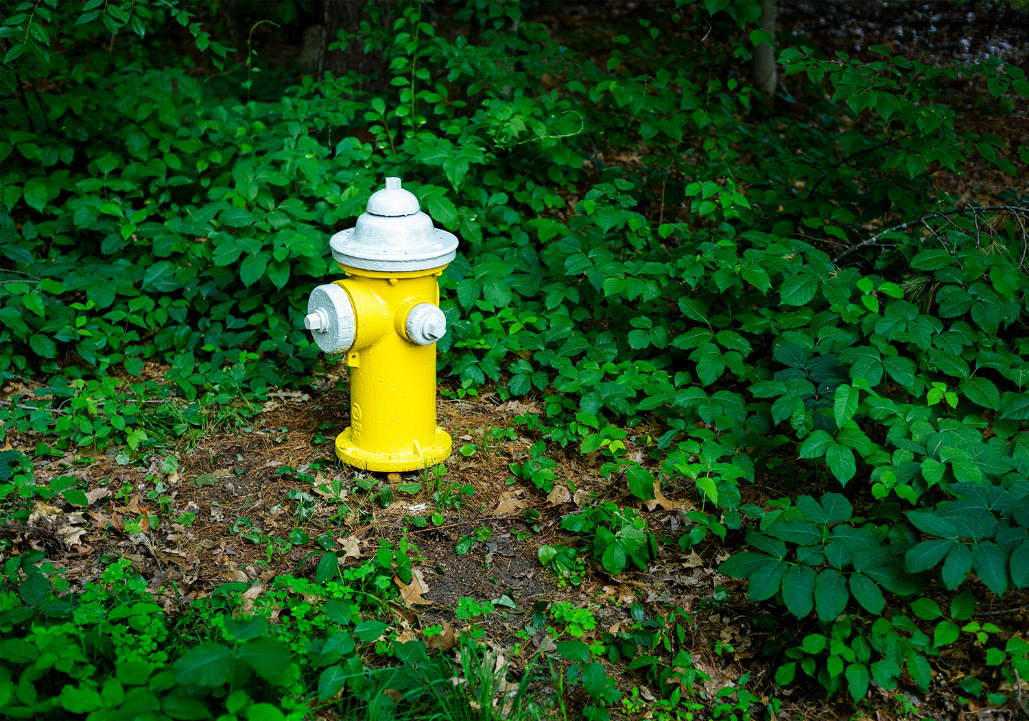 Week 24 - Poison Ivy Hydrant