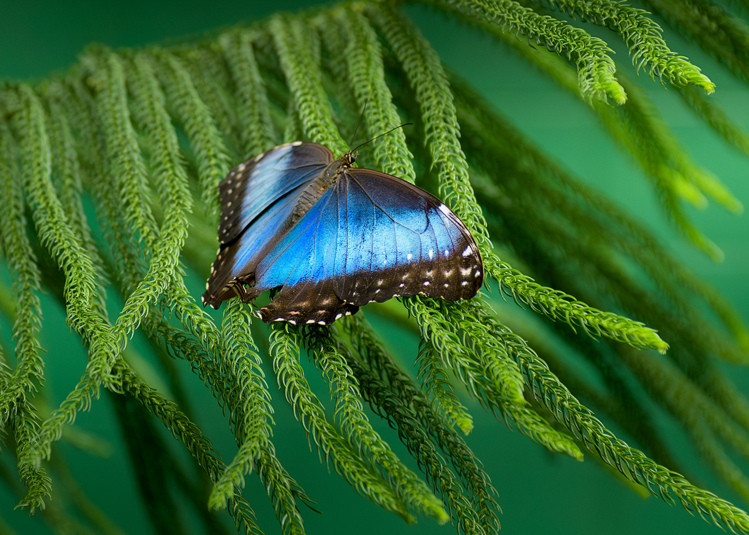 Week 37 - The Butterfly Place