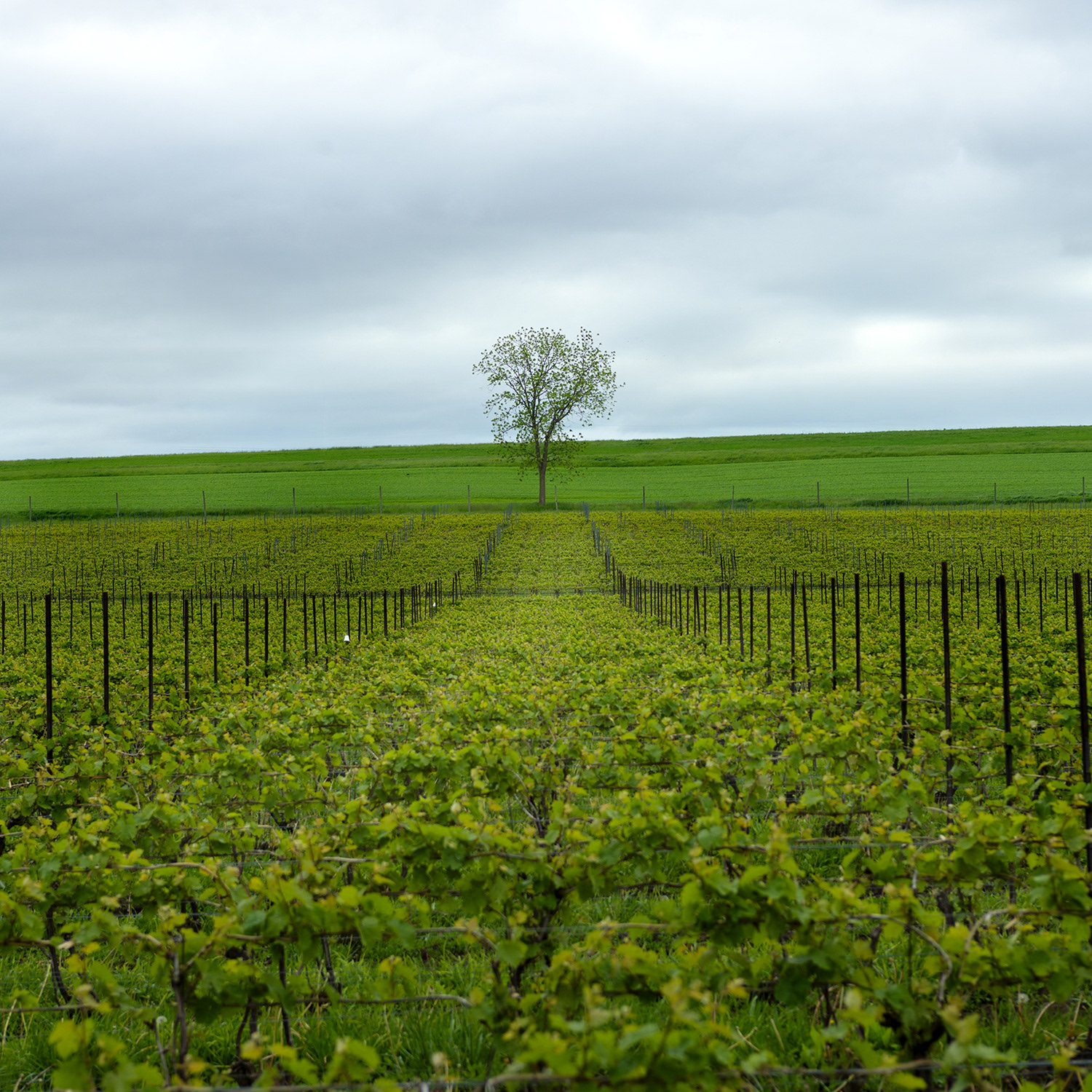 Vineyard Tree