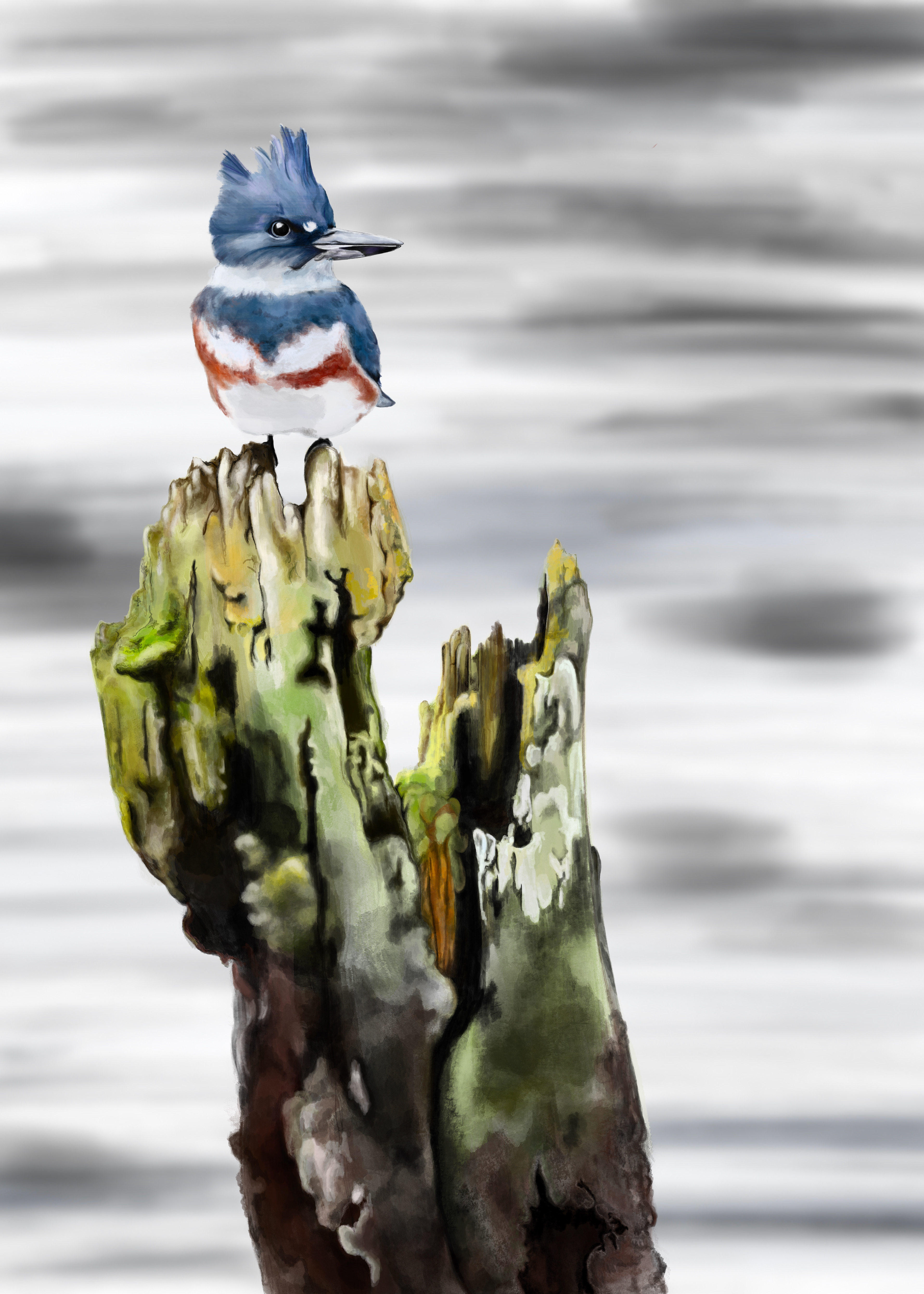 Kingfisher sitting on a wood stump. A digital drawing made on Procreate!