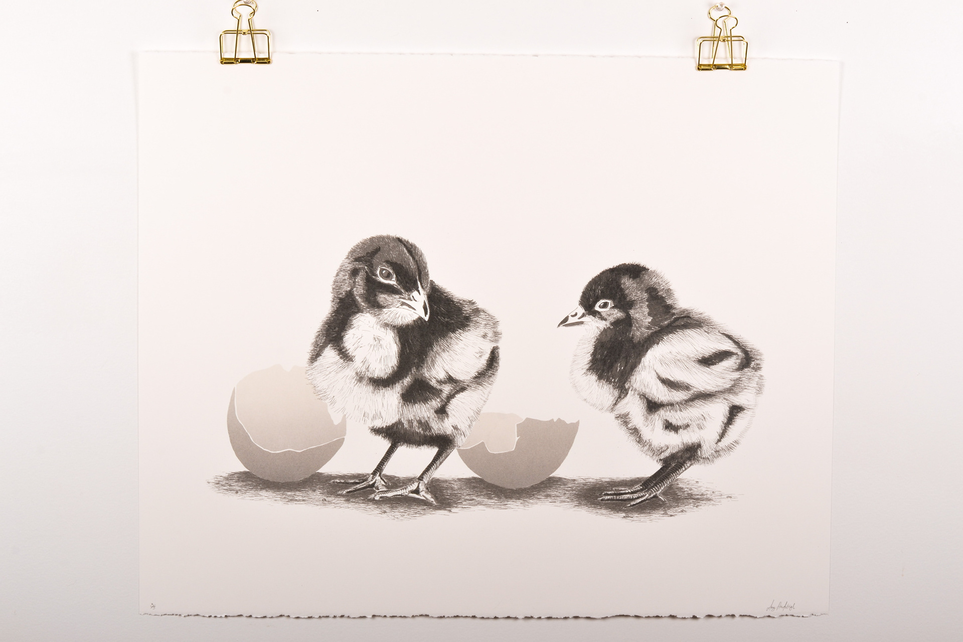 Hand Drawn UV screen print of chicks next to their broken eggs, this is realistically drawn with black and white line work