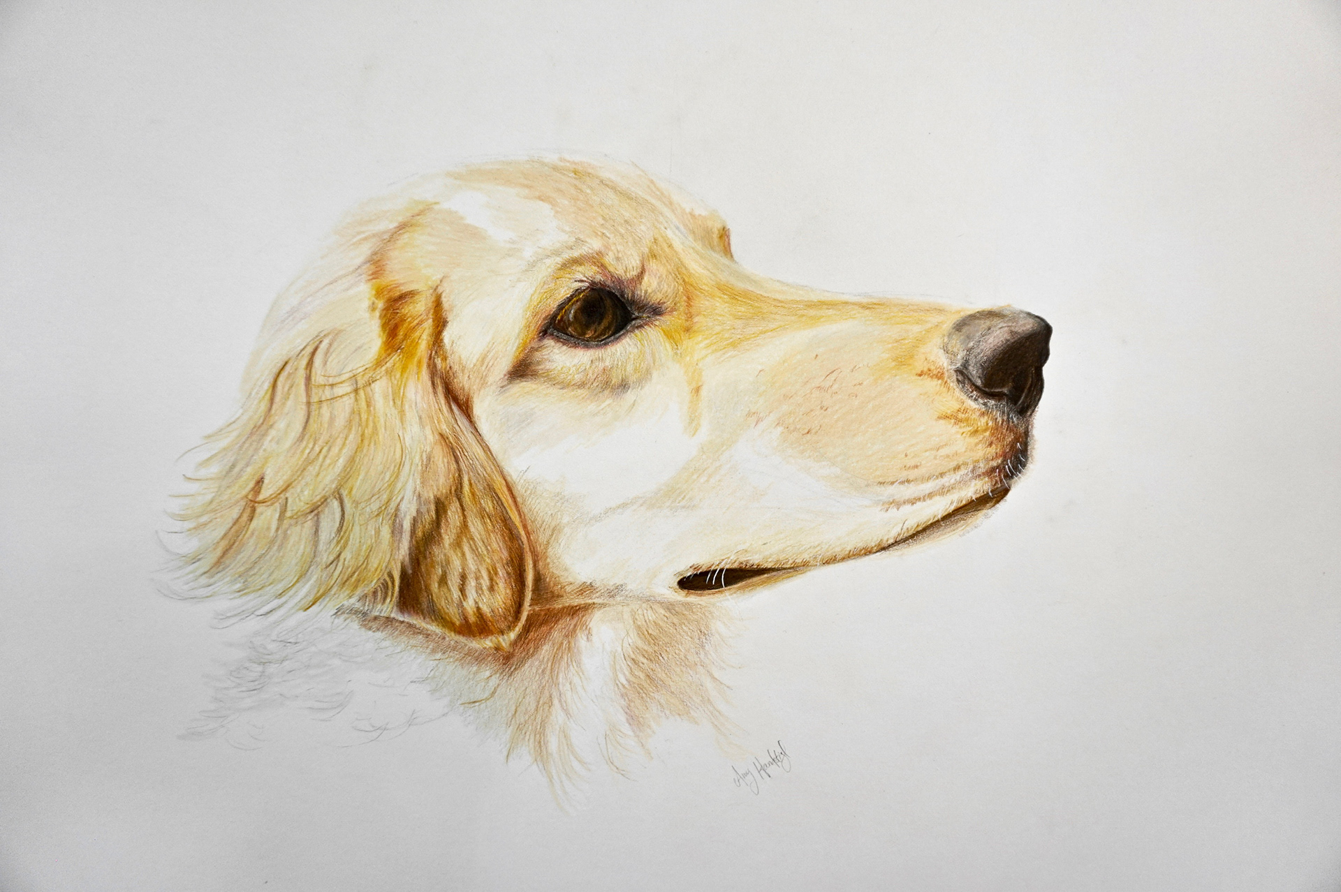 Amy Hanfstingl   Coloured Pencil Dog Drawing