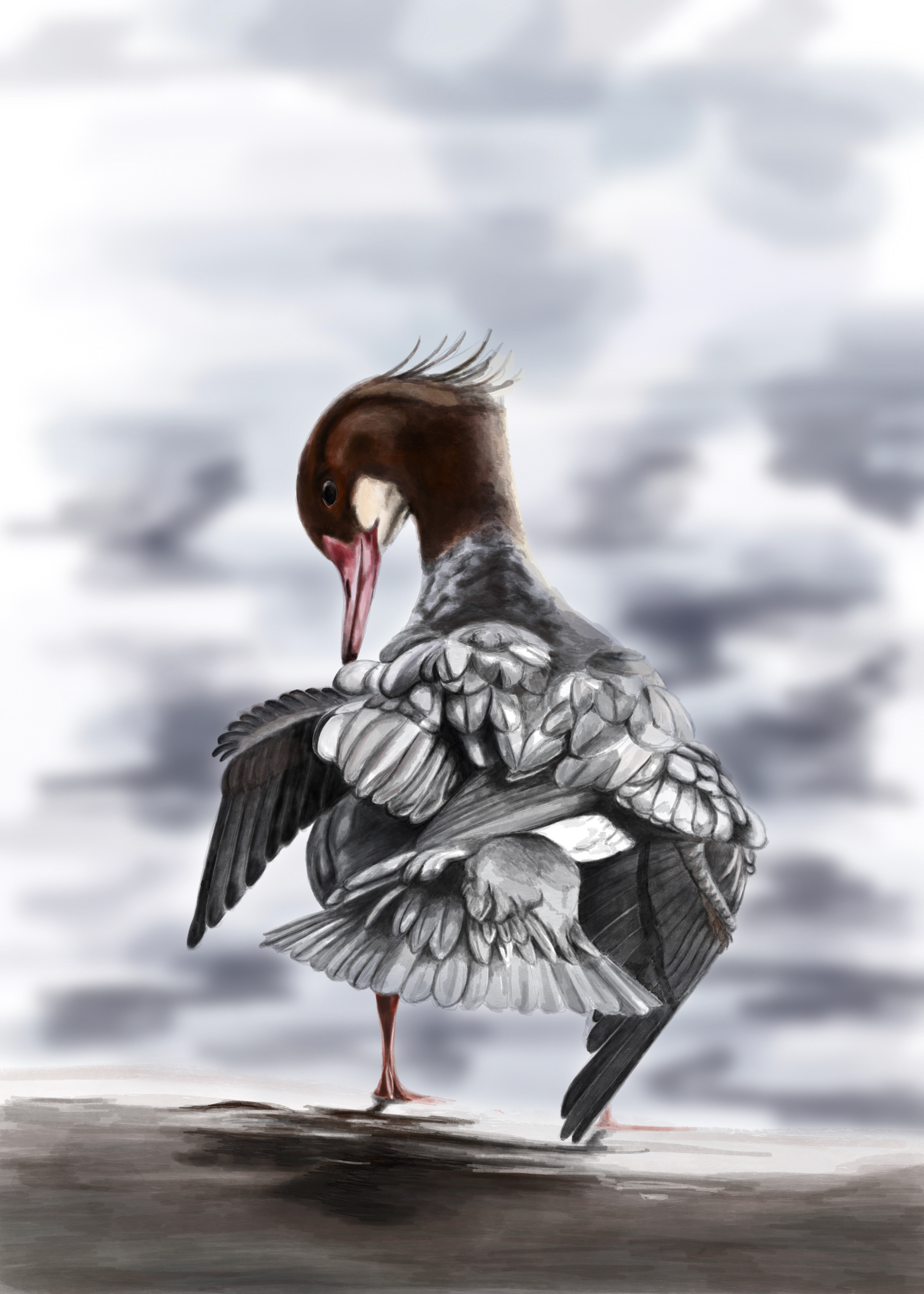 Common merganser duck drawing on procreate. a digital drawing done by Amy Hanfstingl, ladybirdblue