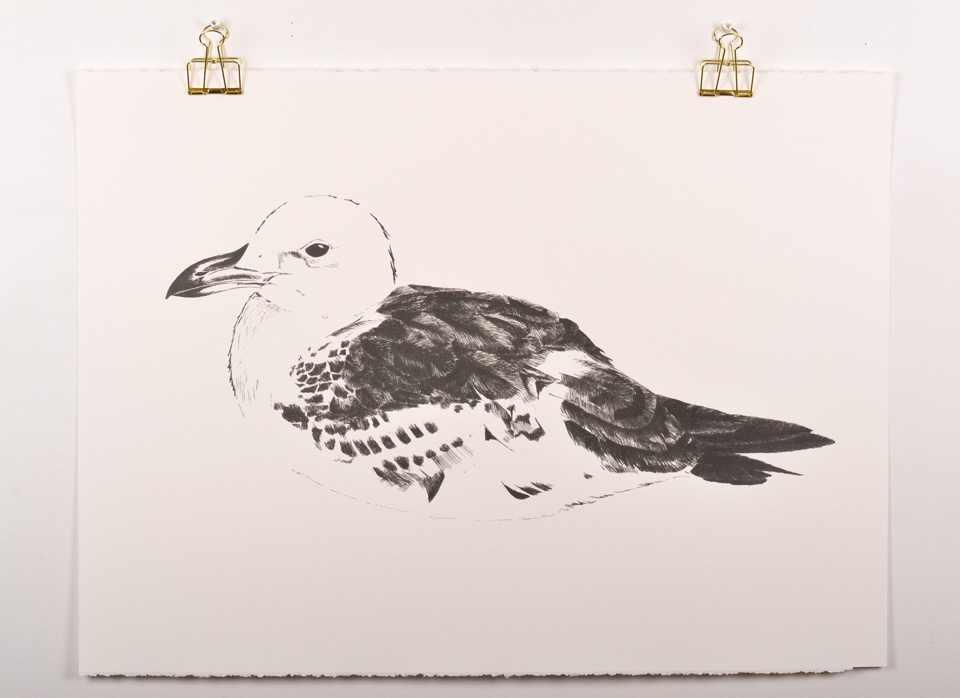 Hand Drawn UV screen print original art work of a seagull drawing in black and white with detailed feather rendering