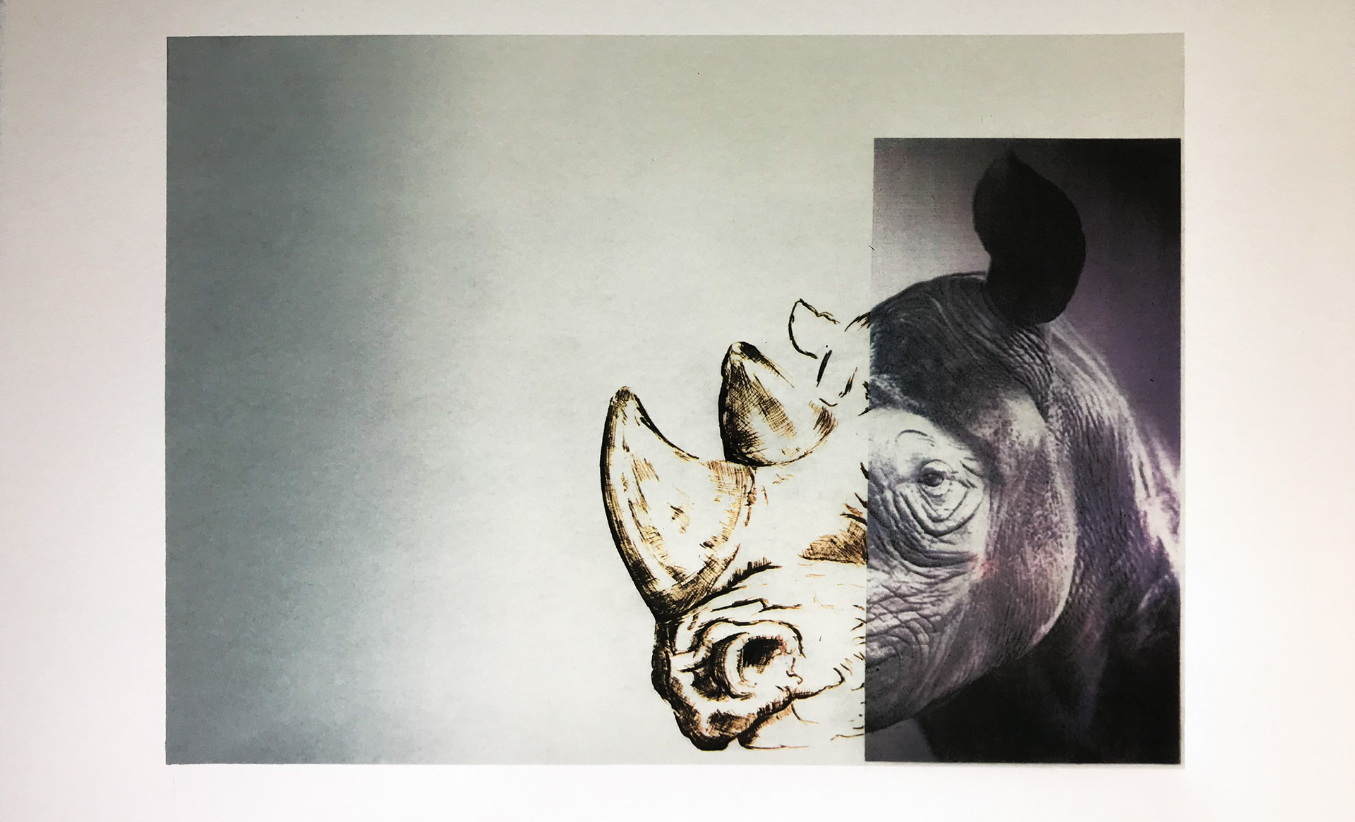 White Rhino drawing collage talking about extinction. 