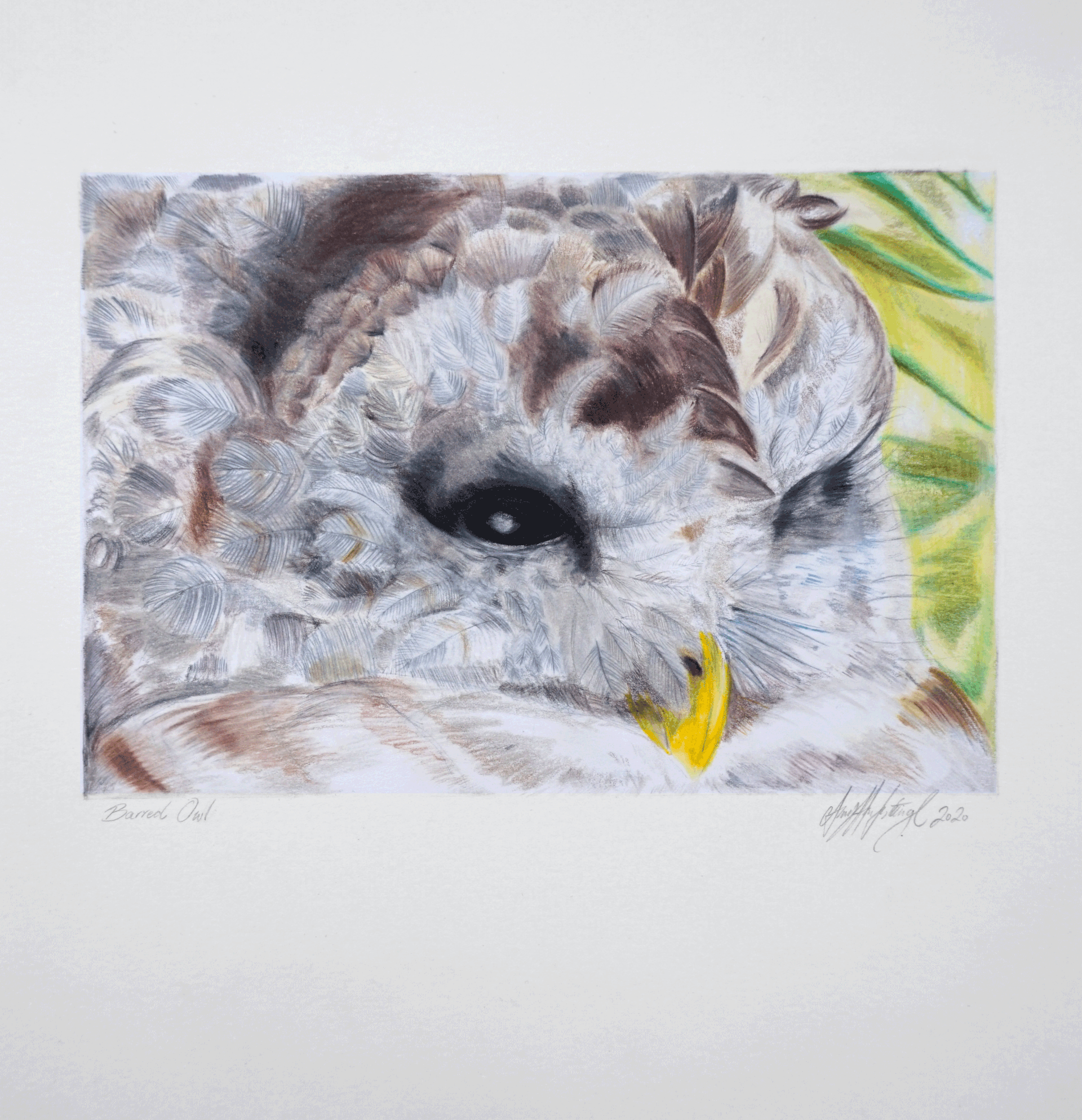 Barred Owl drawn by Amy Hanfstingl using coloured pencils, owl is from Kamloops BC wild life park