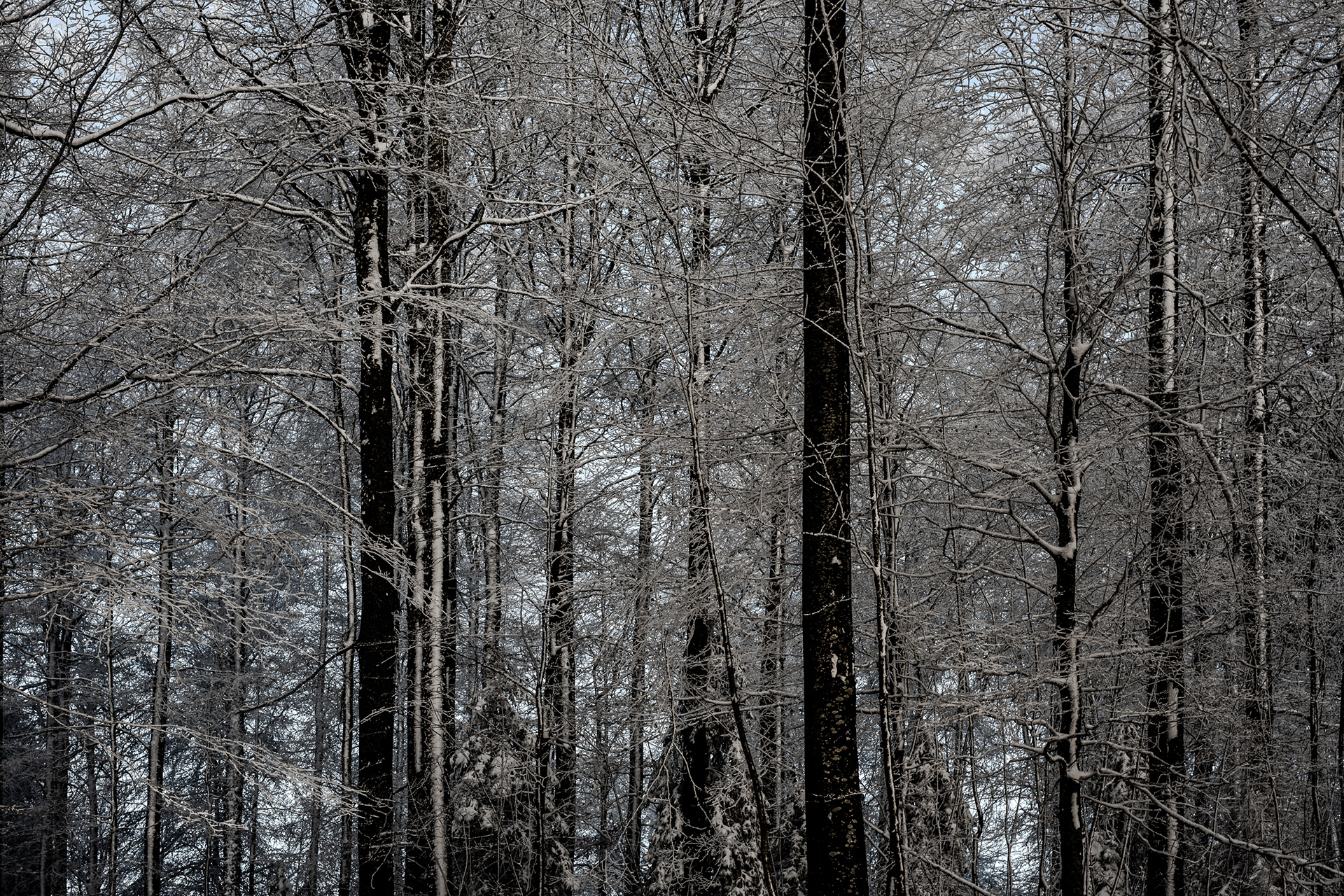 snow melting fast