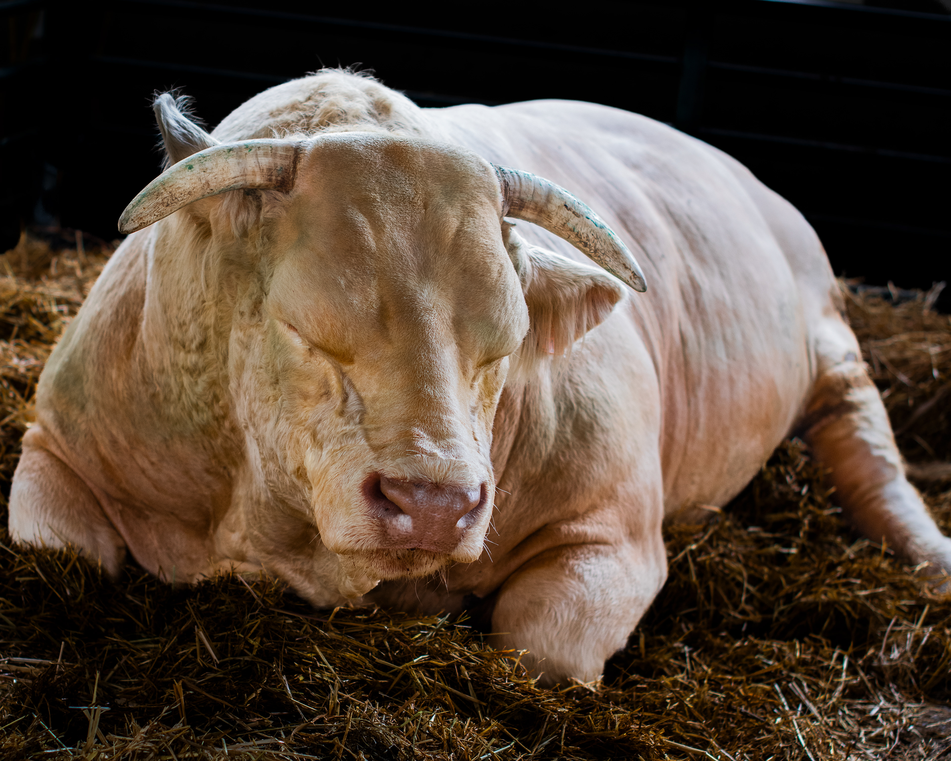 enormous bull sleeping