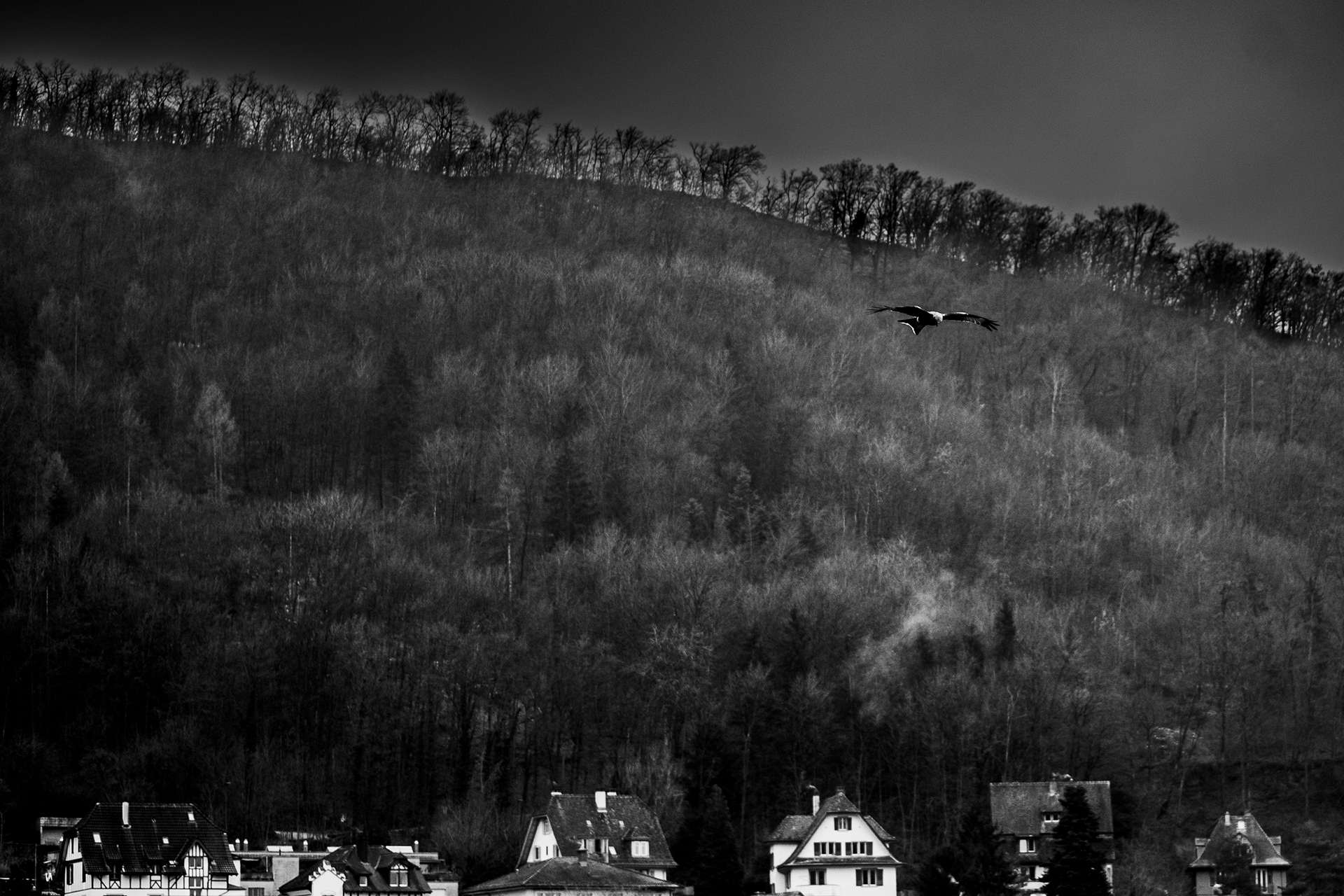eagle flying