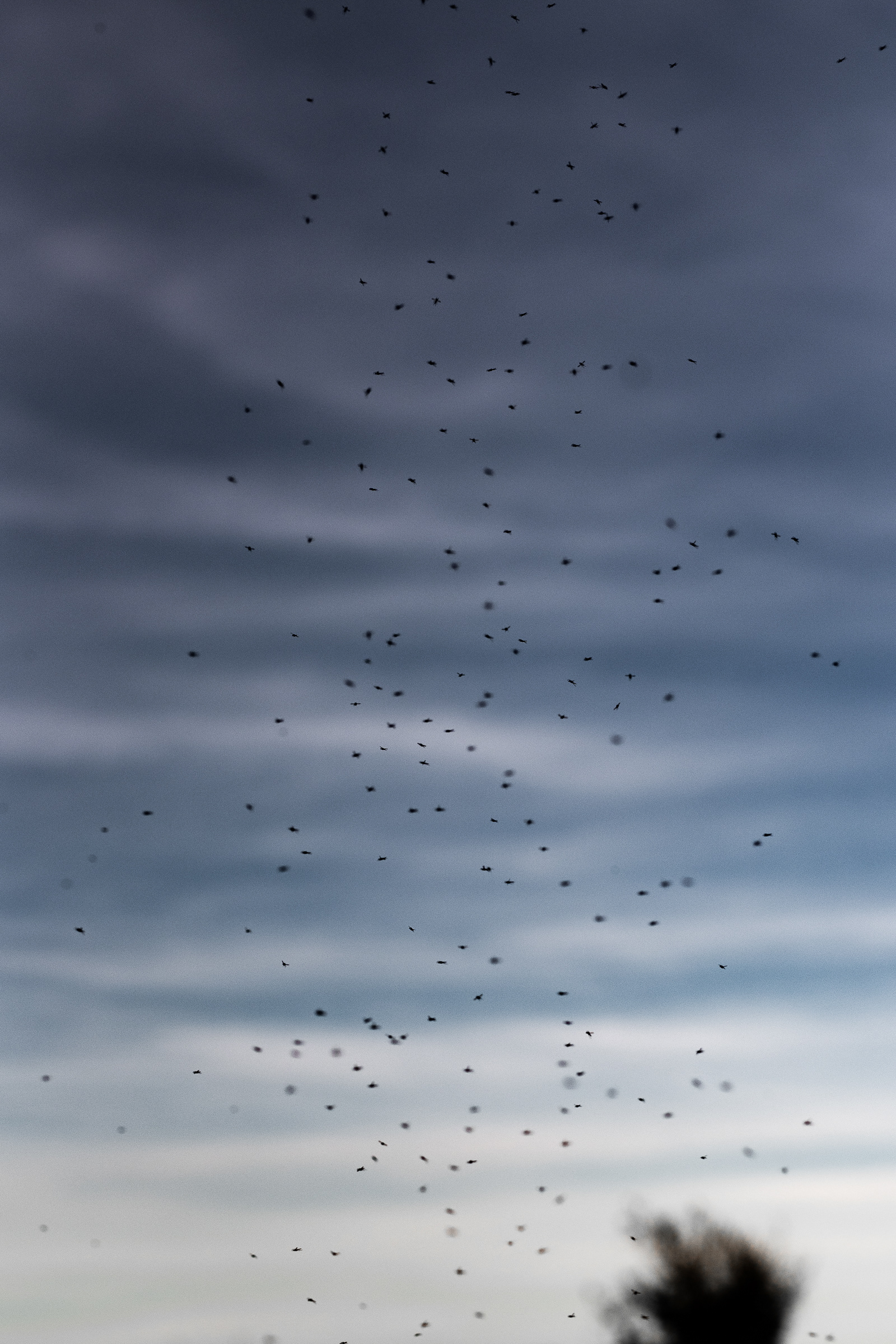 mosquitoes hovering