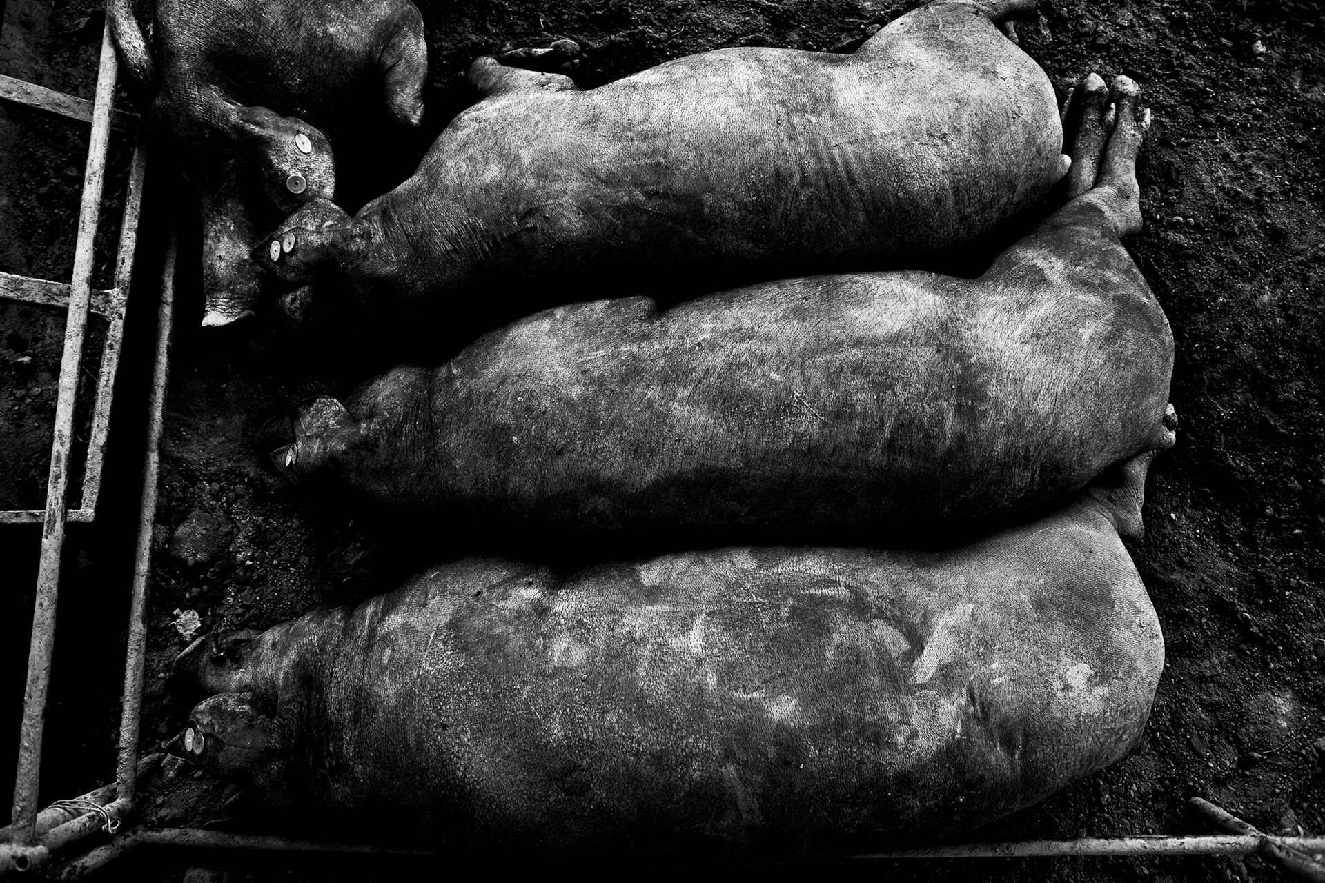 post-getting first prize awards (pigs: 4 different ones)