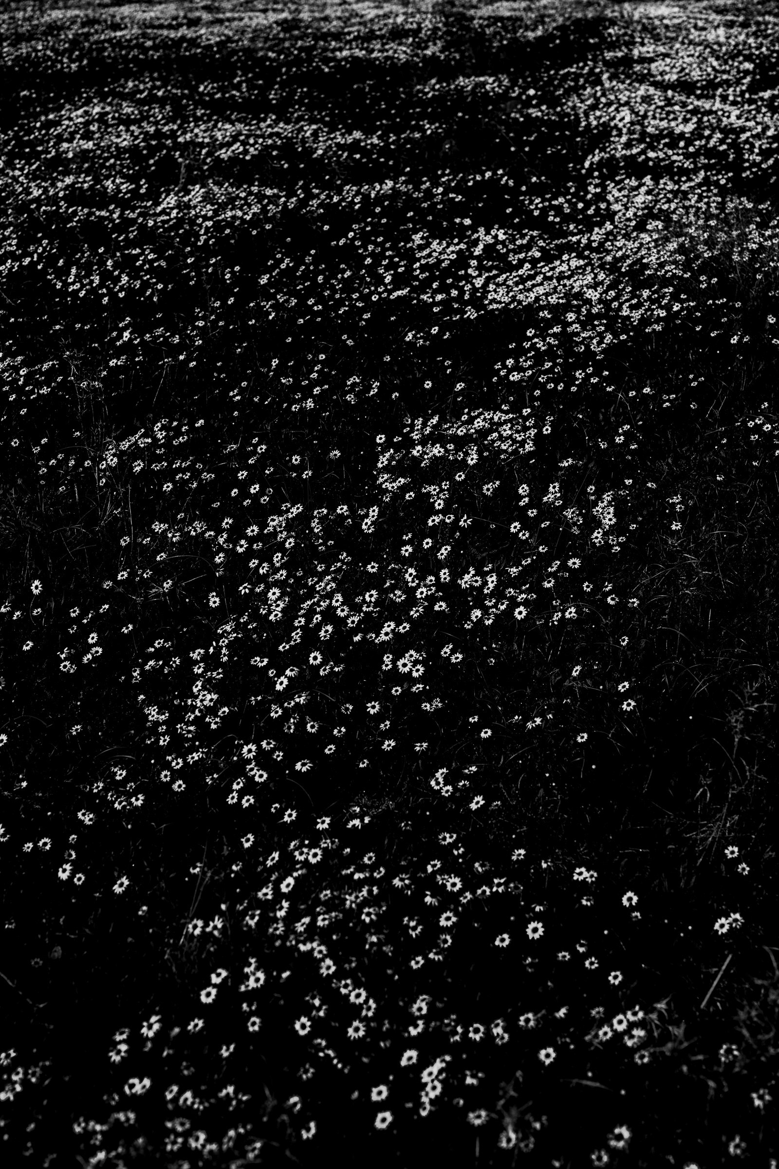 autumn flowering field