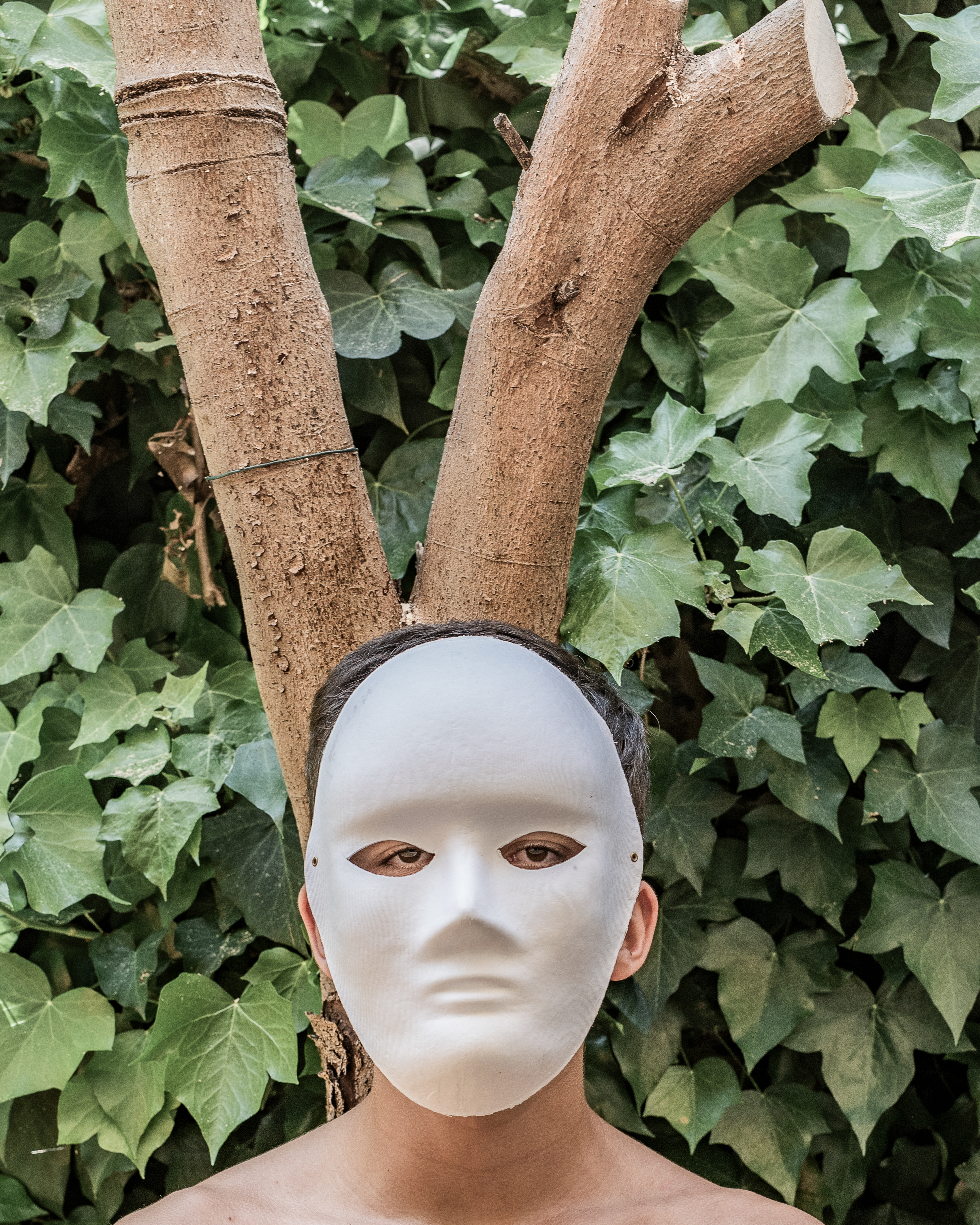 cutting down of a dead tree