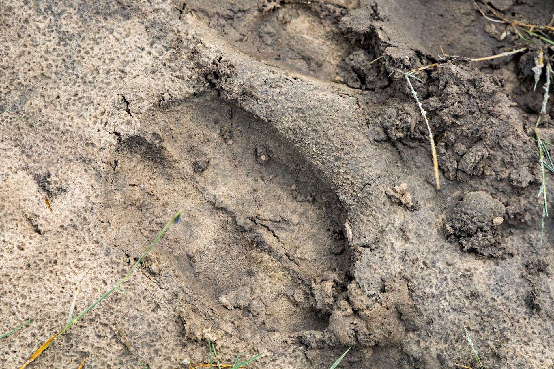 Cape Buffalo Track