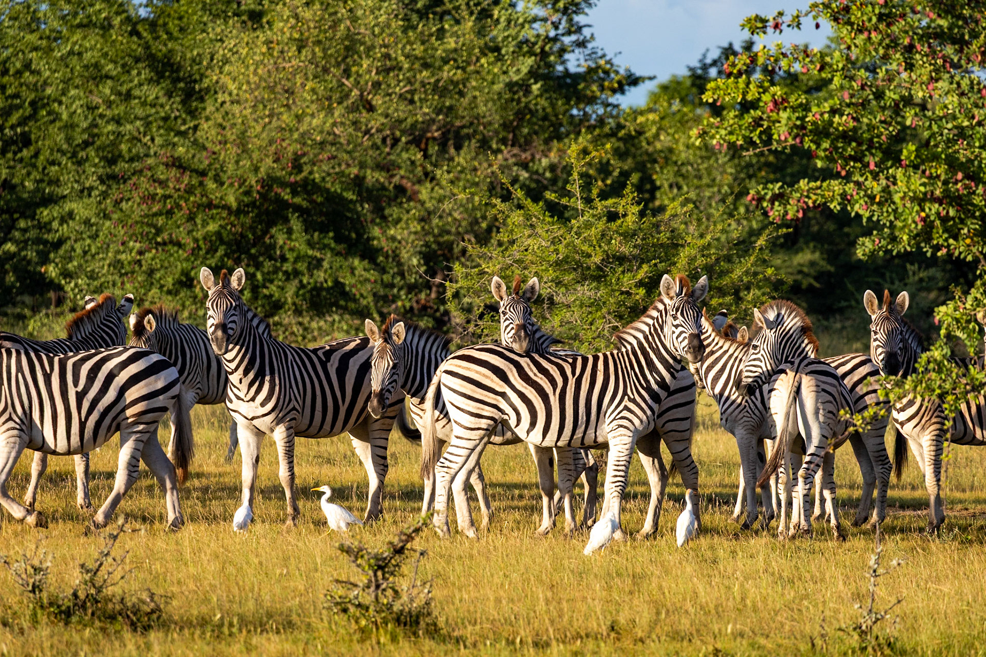 Botswana: The Wild and Untamed Heart of Africa