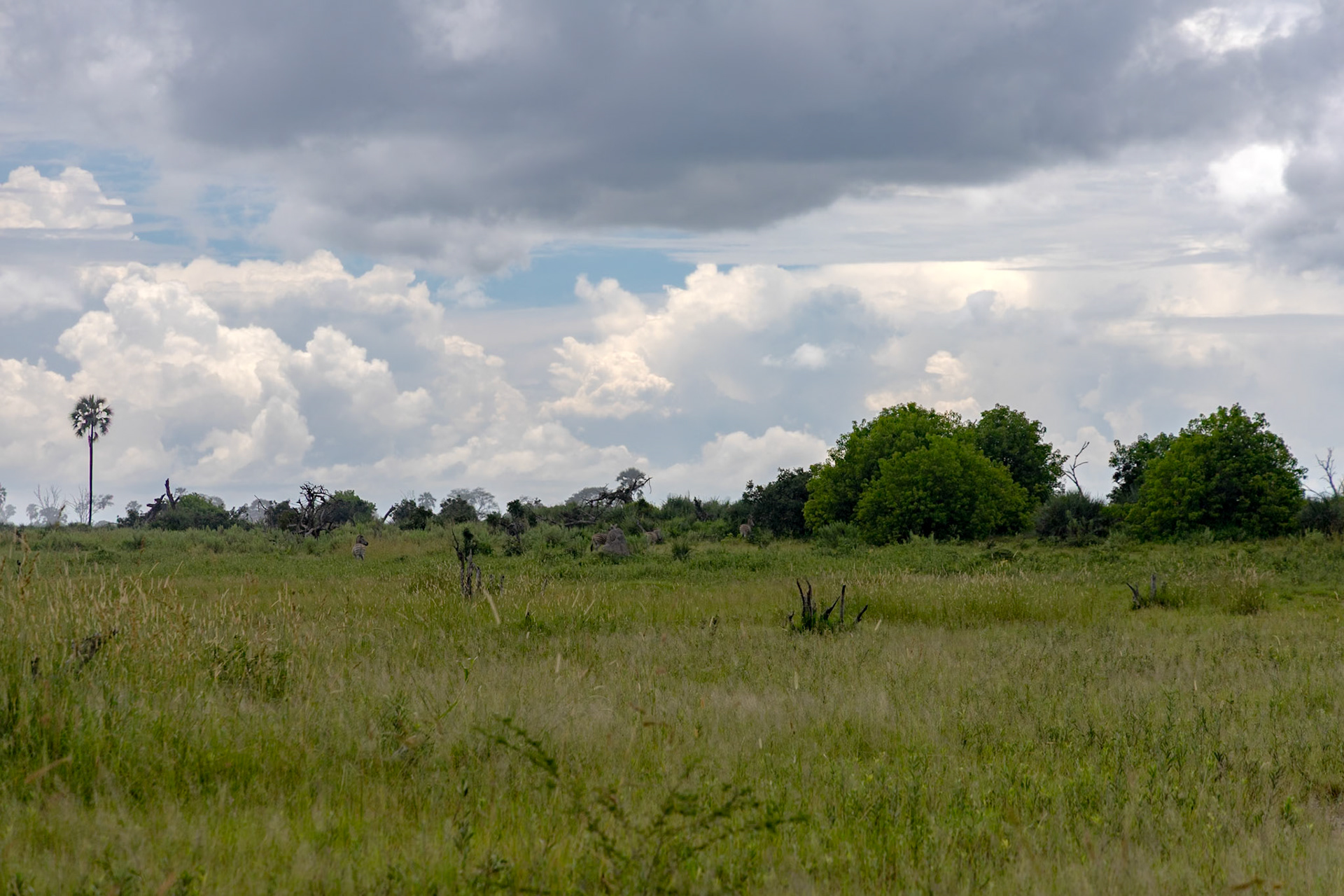 Plains Zebra