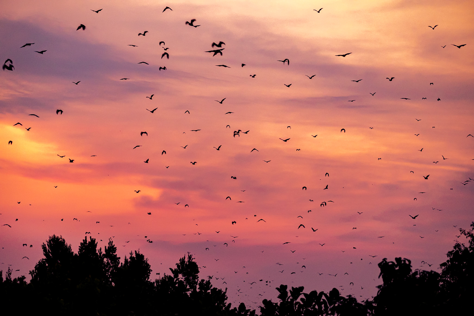 Zambia: The Kasanka Bats