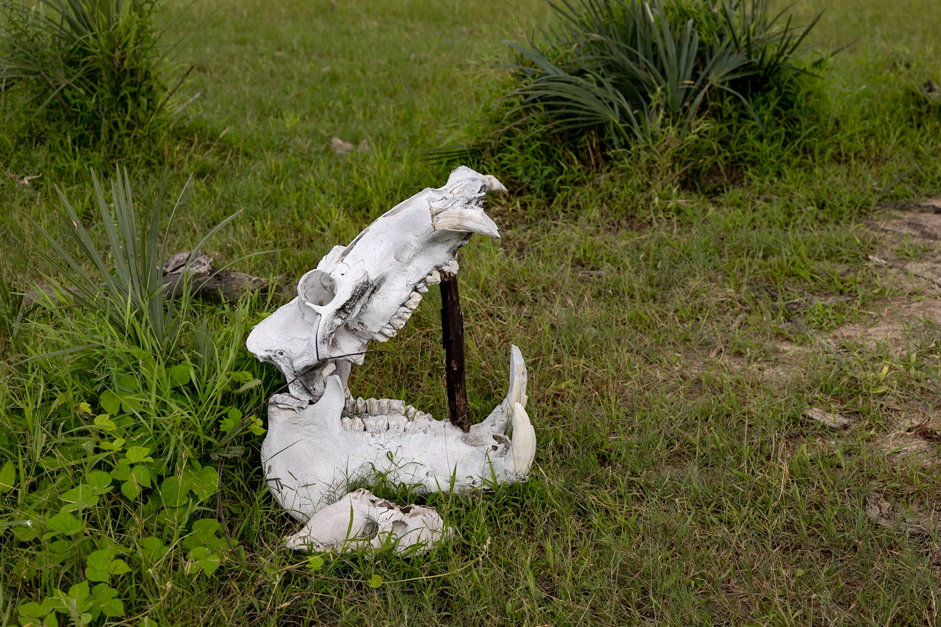 Hippo Skull