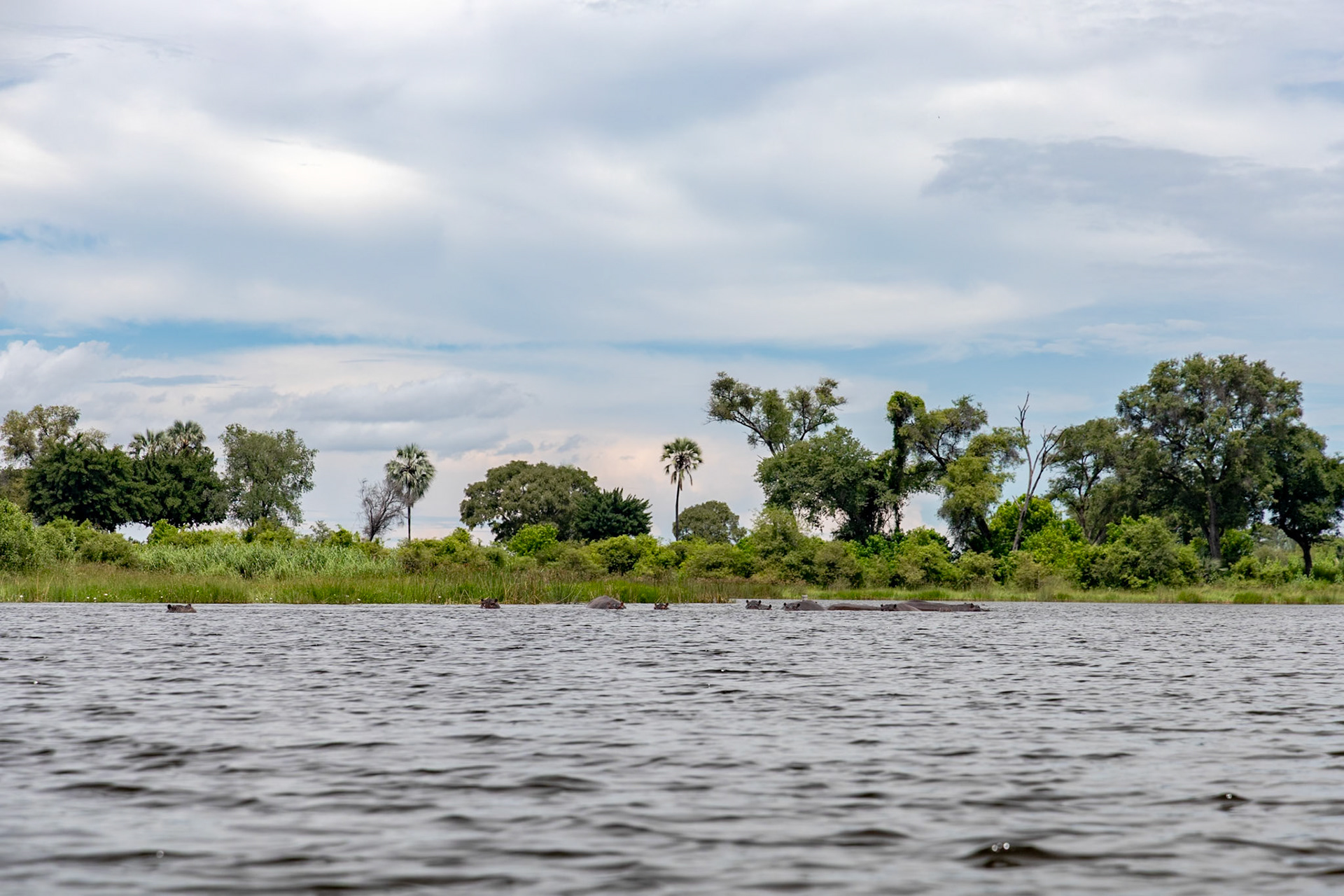 Hippos in the Delta