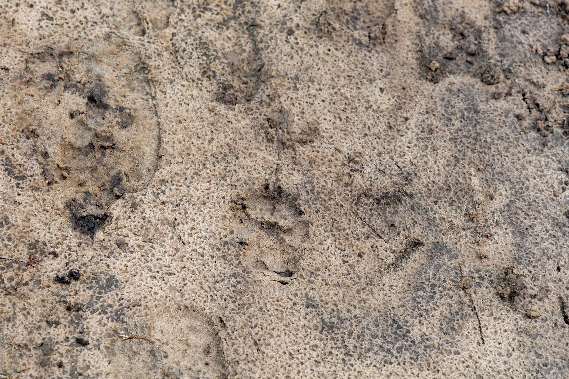 Very Fresh Hyena Track