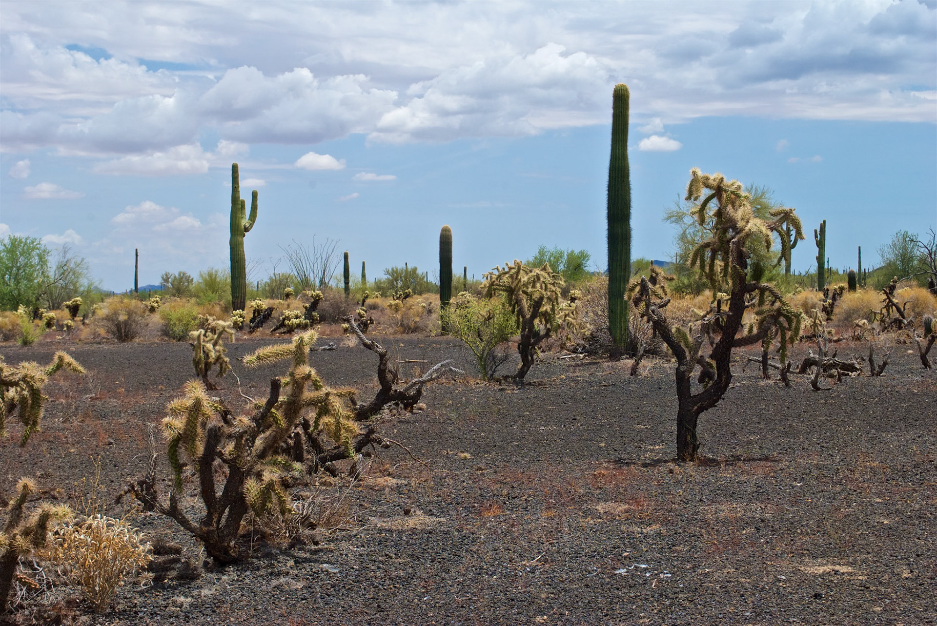Los Norteños, Sonora, Mexico