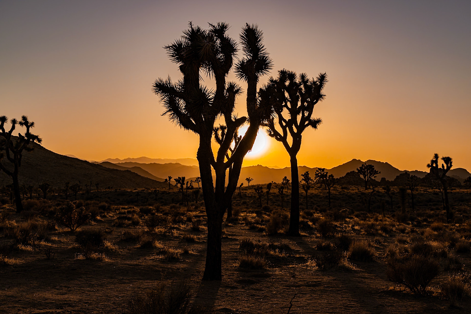 Joshua Tree National Park