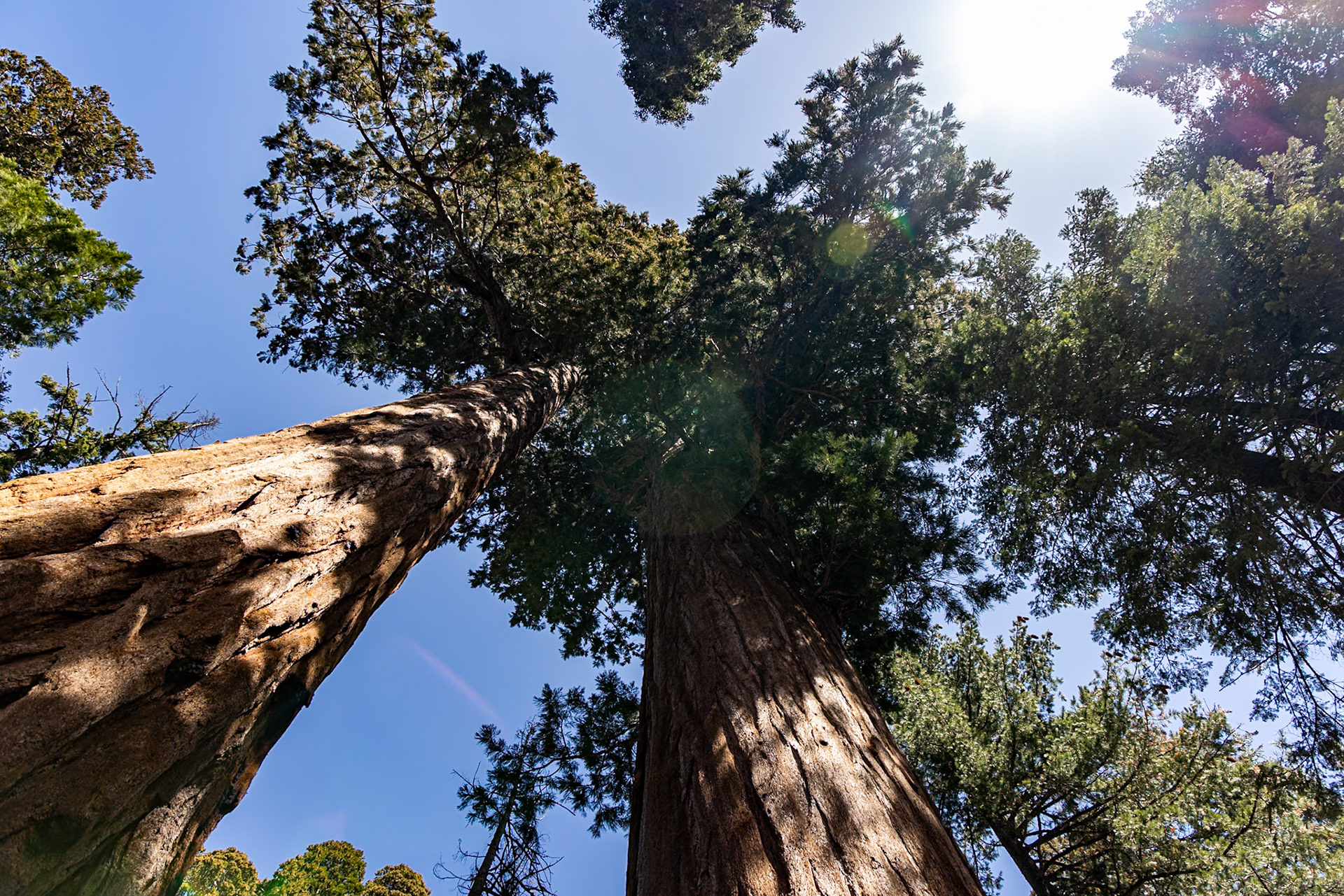 Sequoia National Park, California
