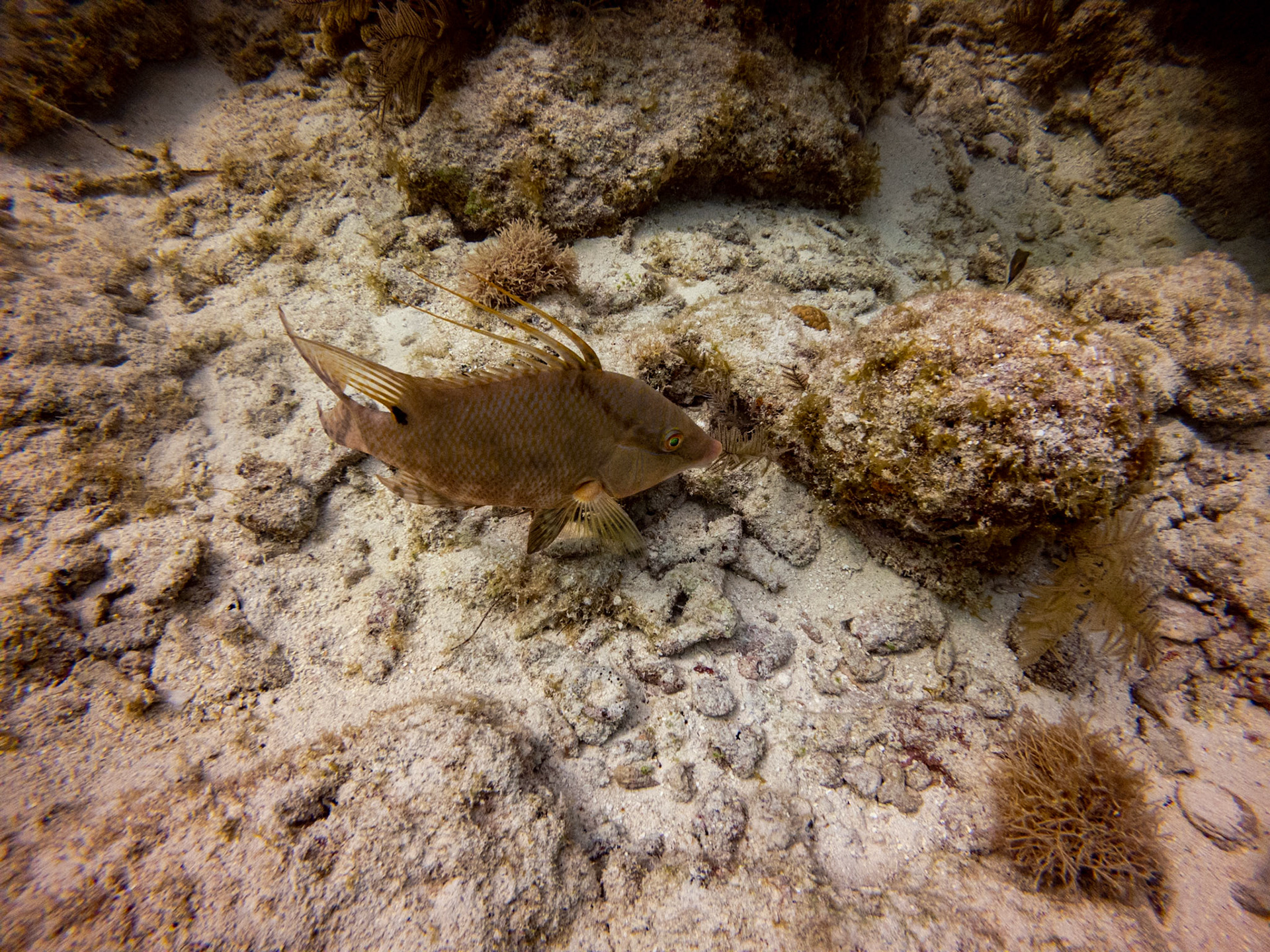 C:\DCIM\100GOPRO\GOPR3606.GPR