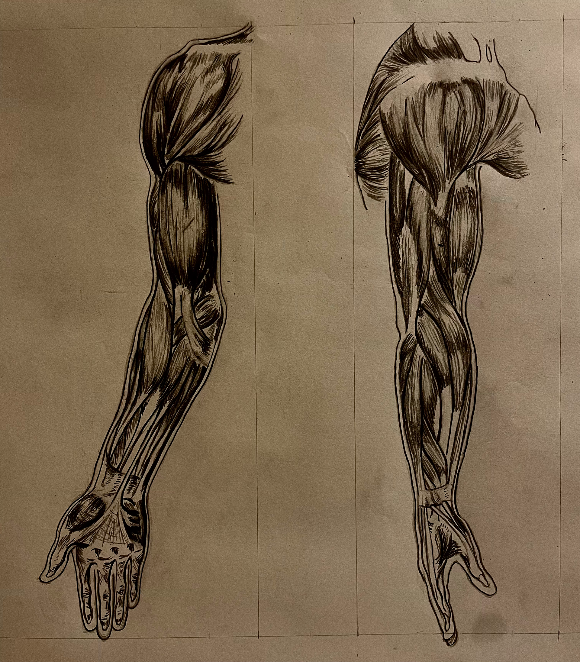 Anatomical Study IV (2023)