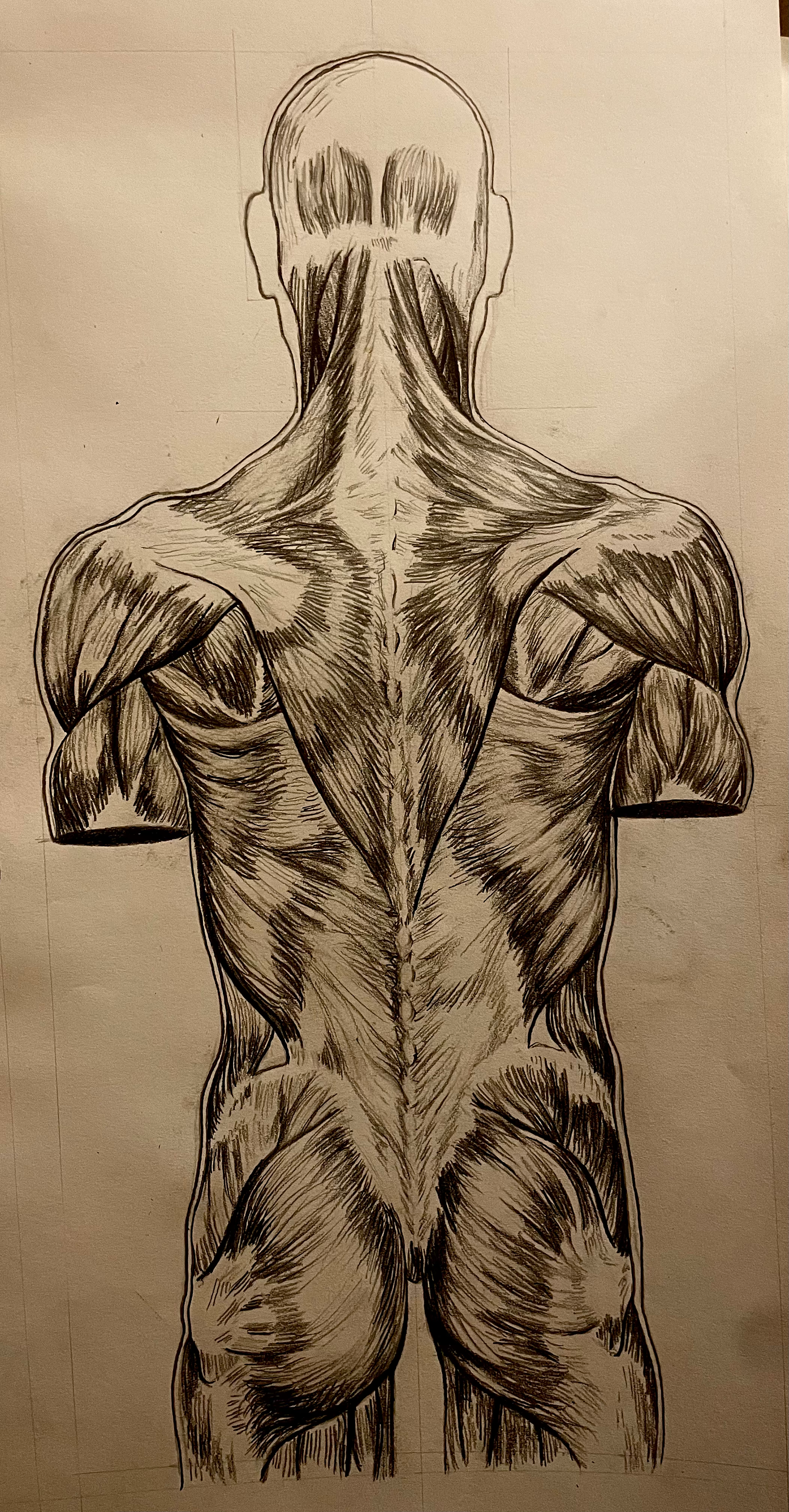 Anatomical Study III (2023)