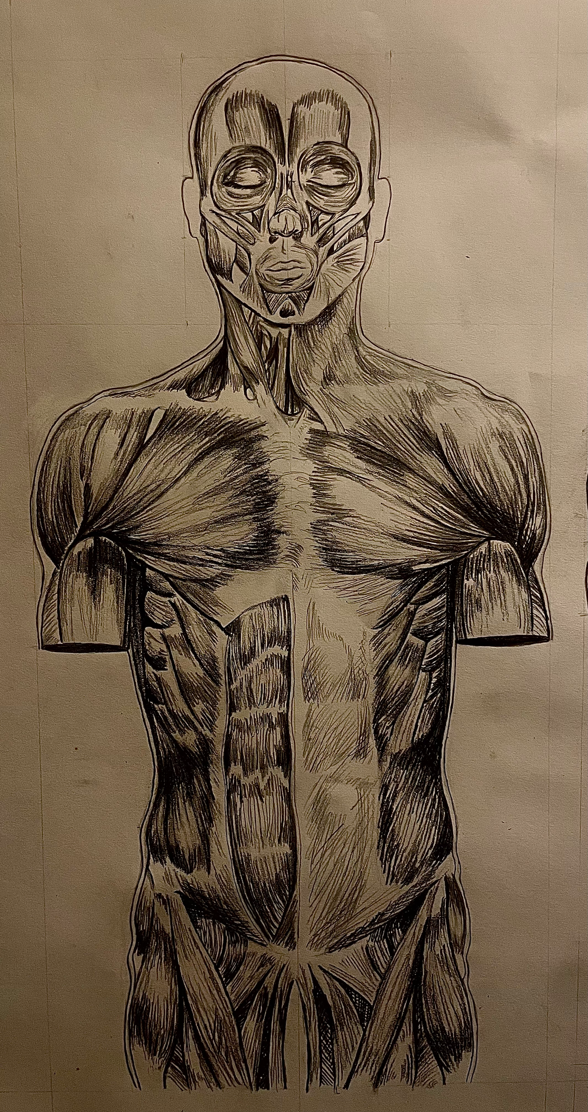 Anatomical Study II (2023)