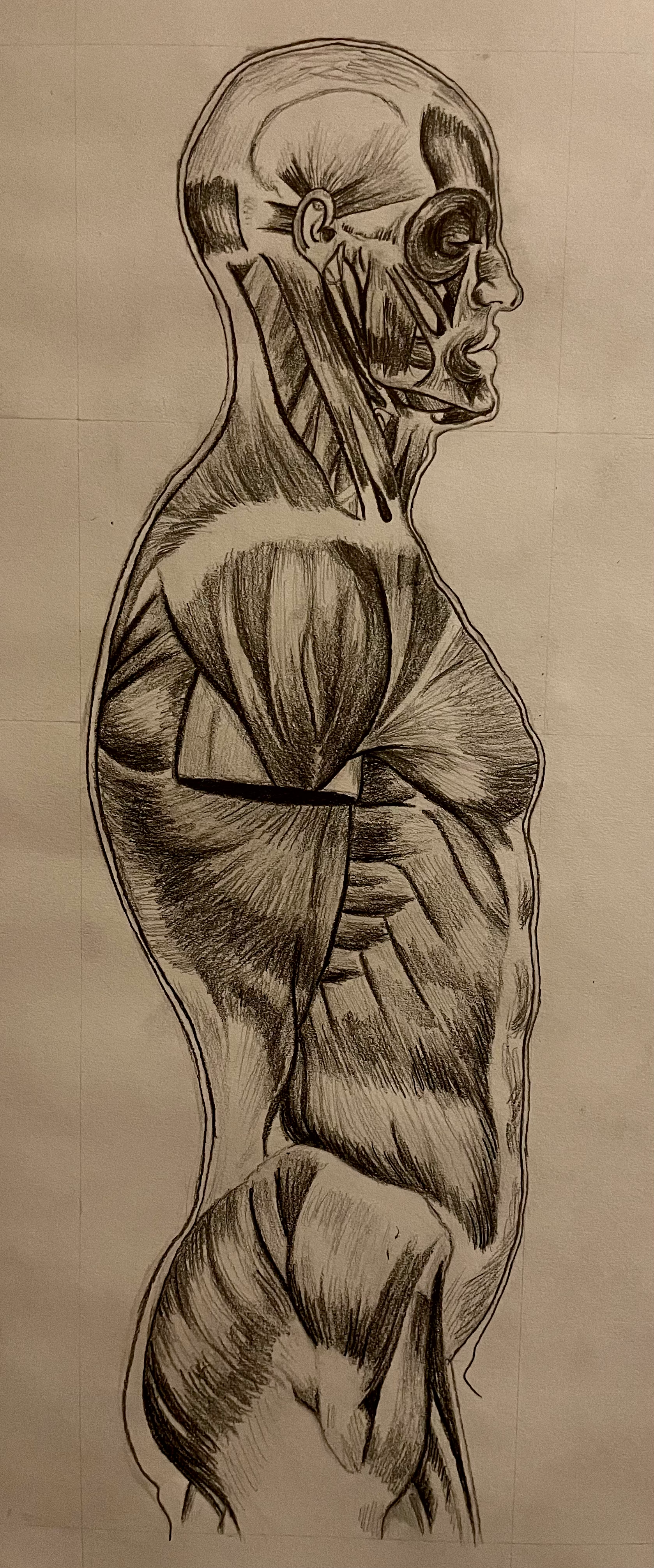 Anatomical Study I (2023)