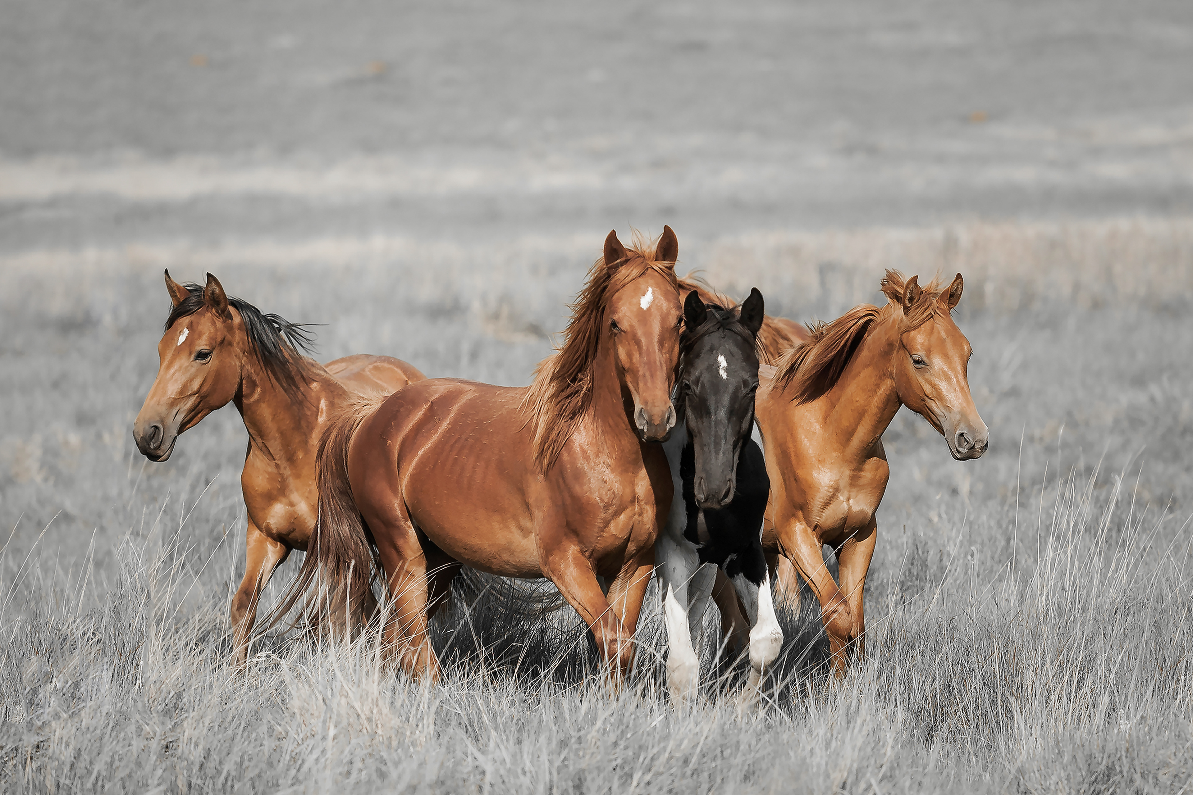 Four Young Horses