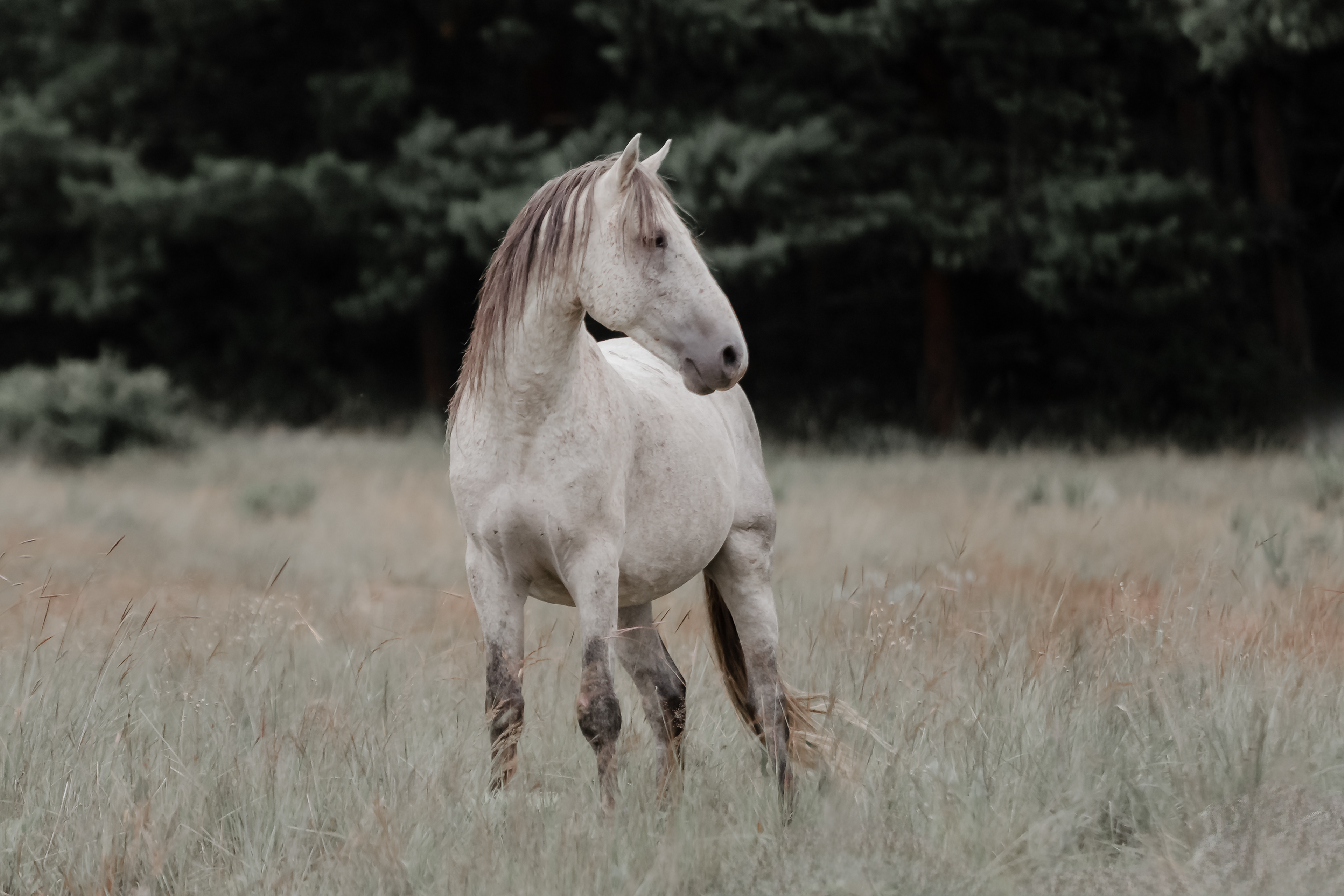 Poised Wild Horse