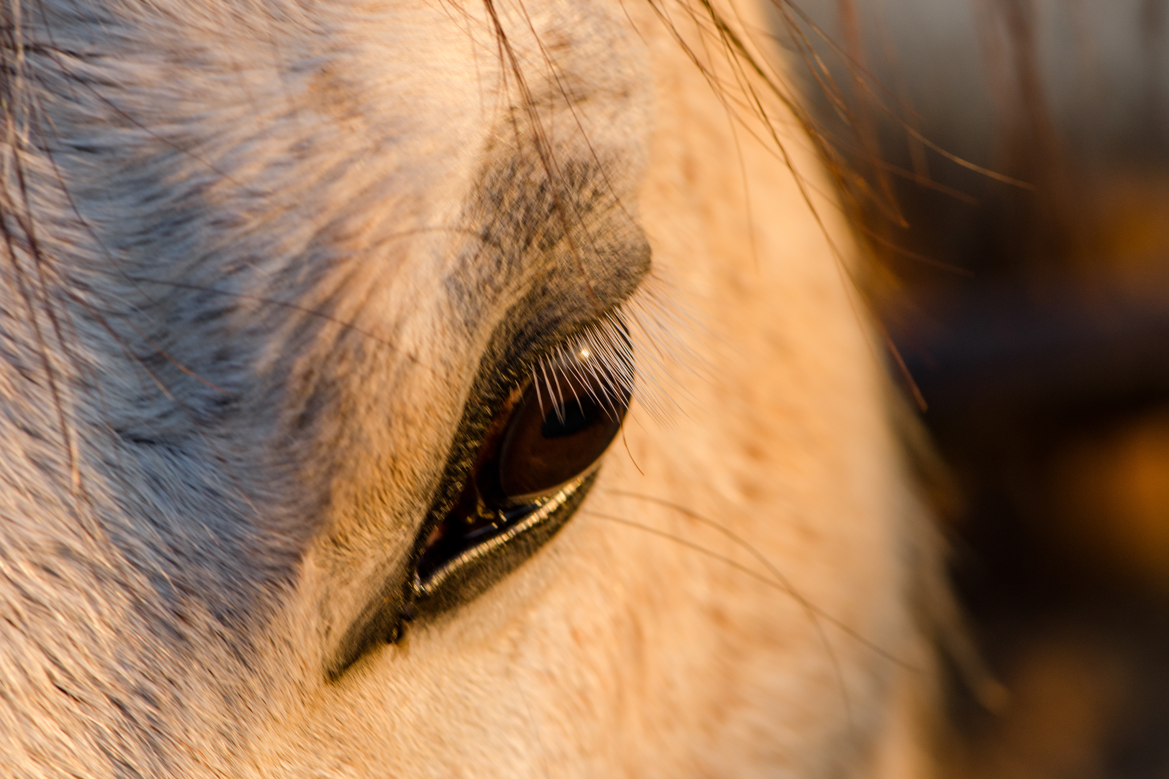 Gentle Eye