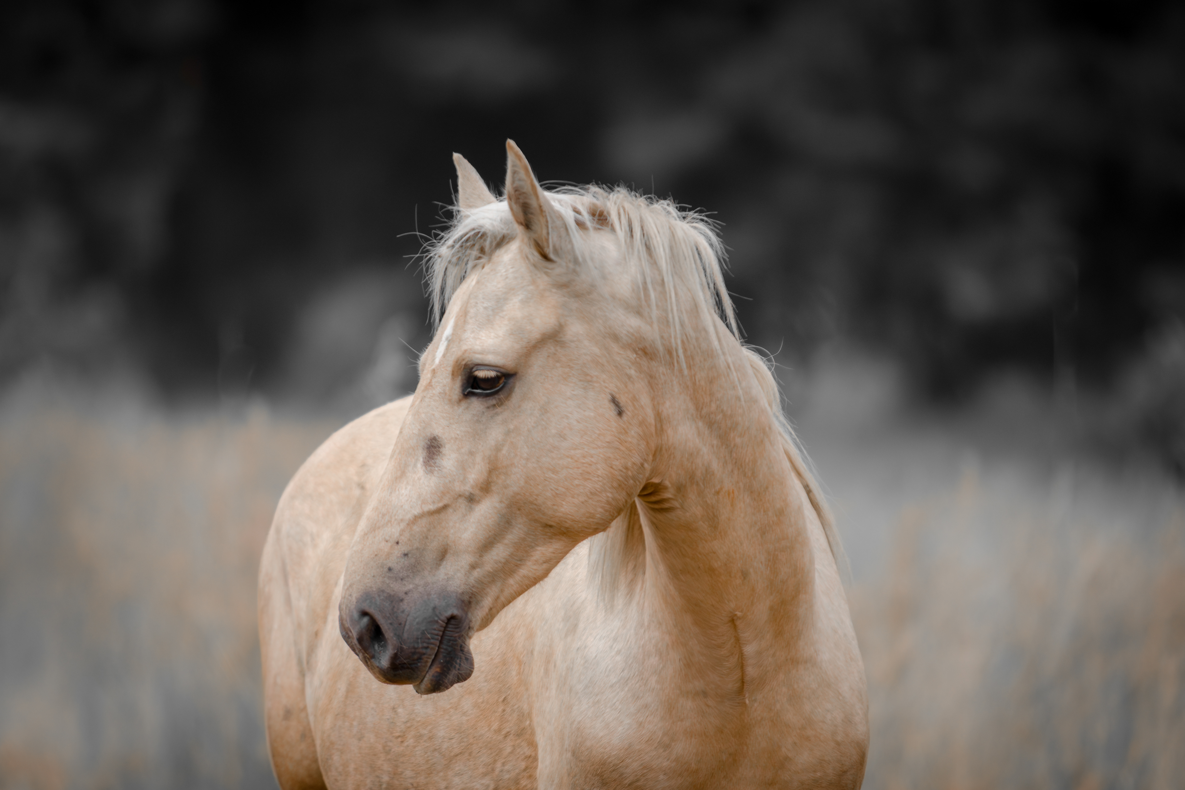 Calm Palamino Wild Horse
