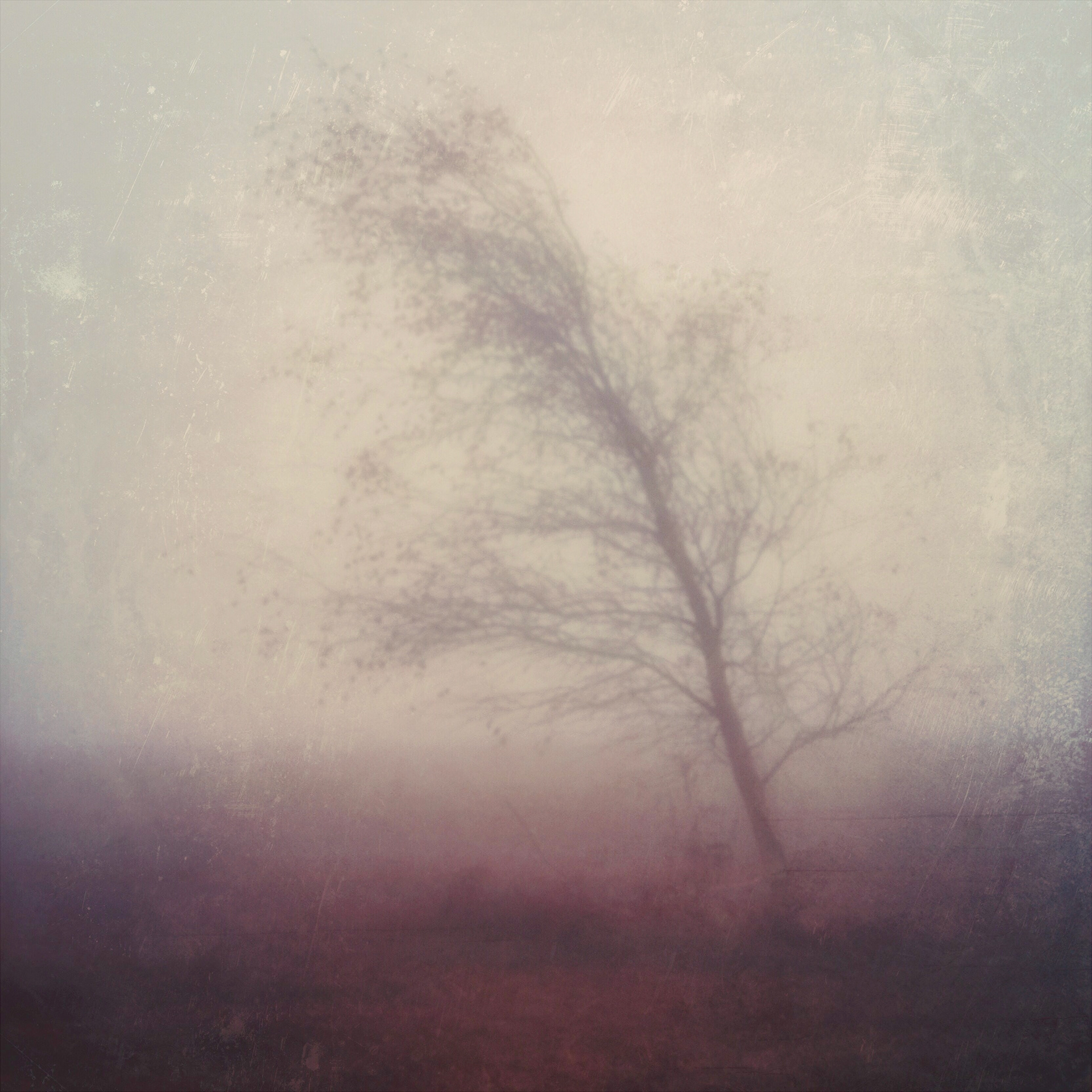Winter Mist