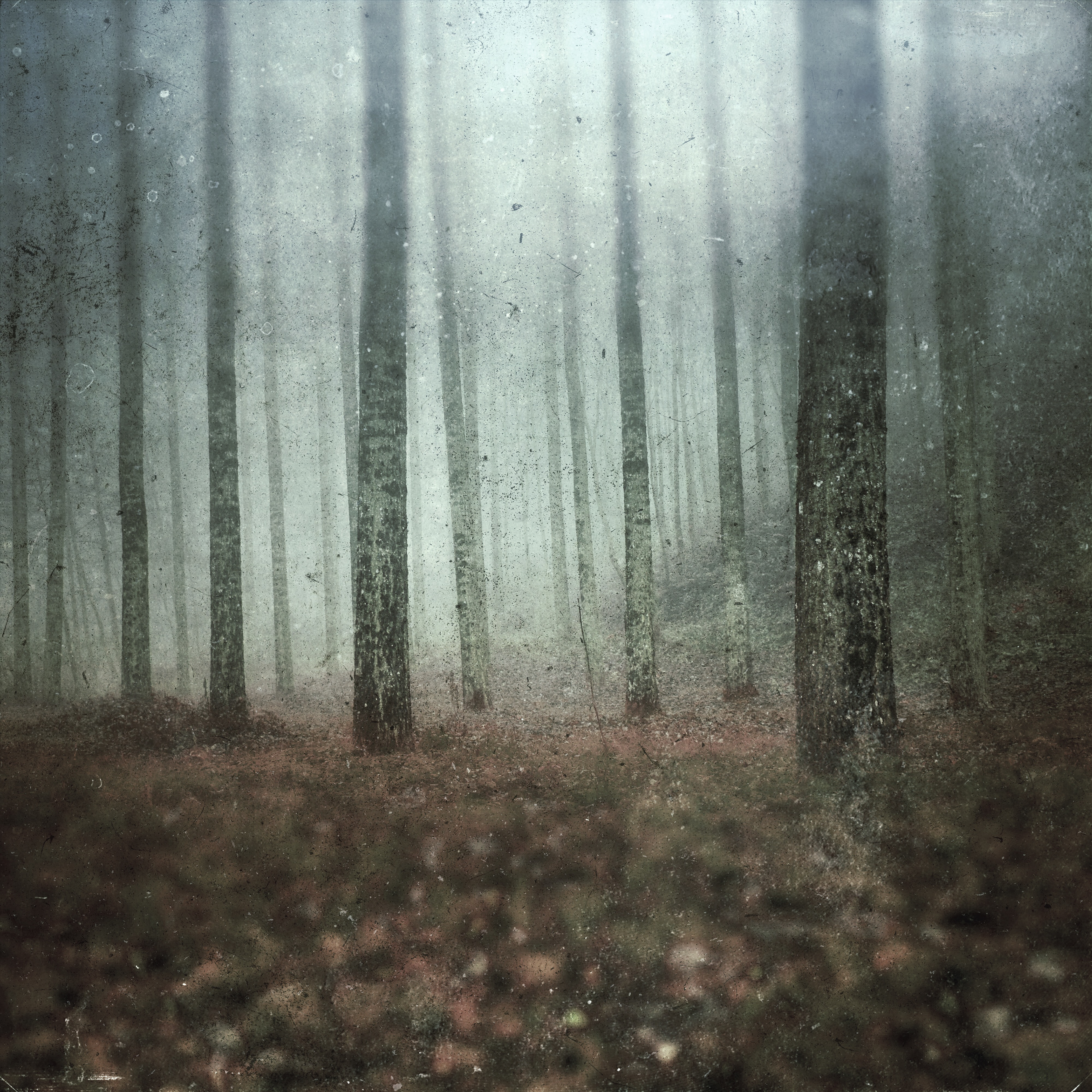 Tall Trees
