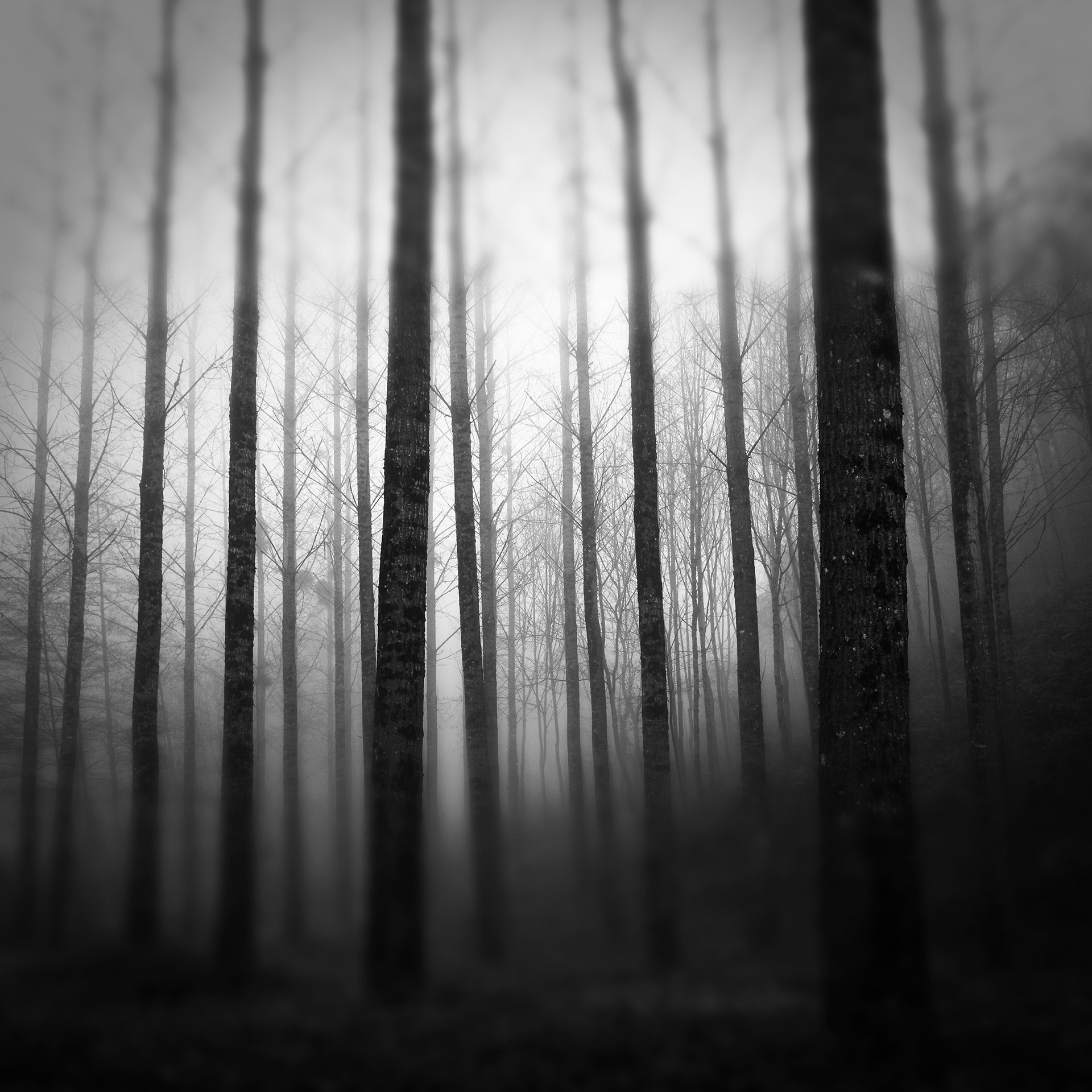 Tall Trees