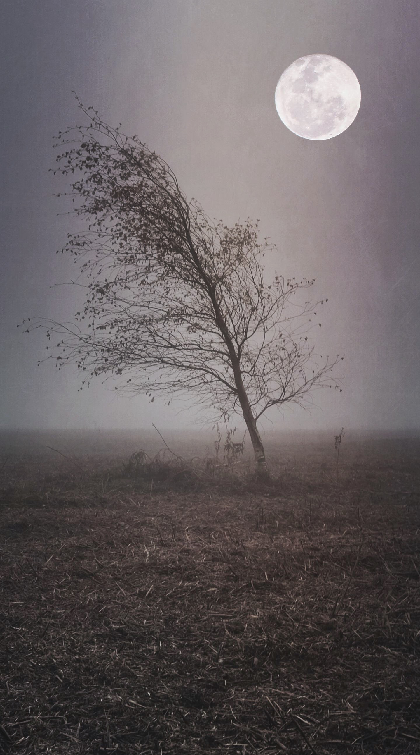 Mist and Moon