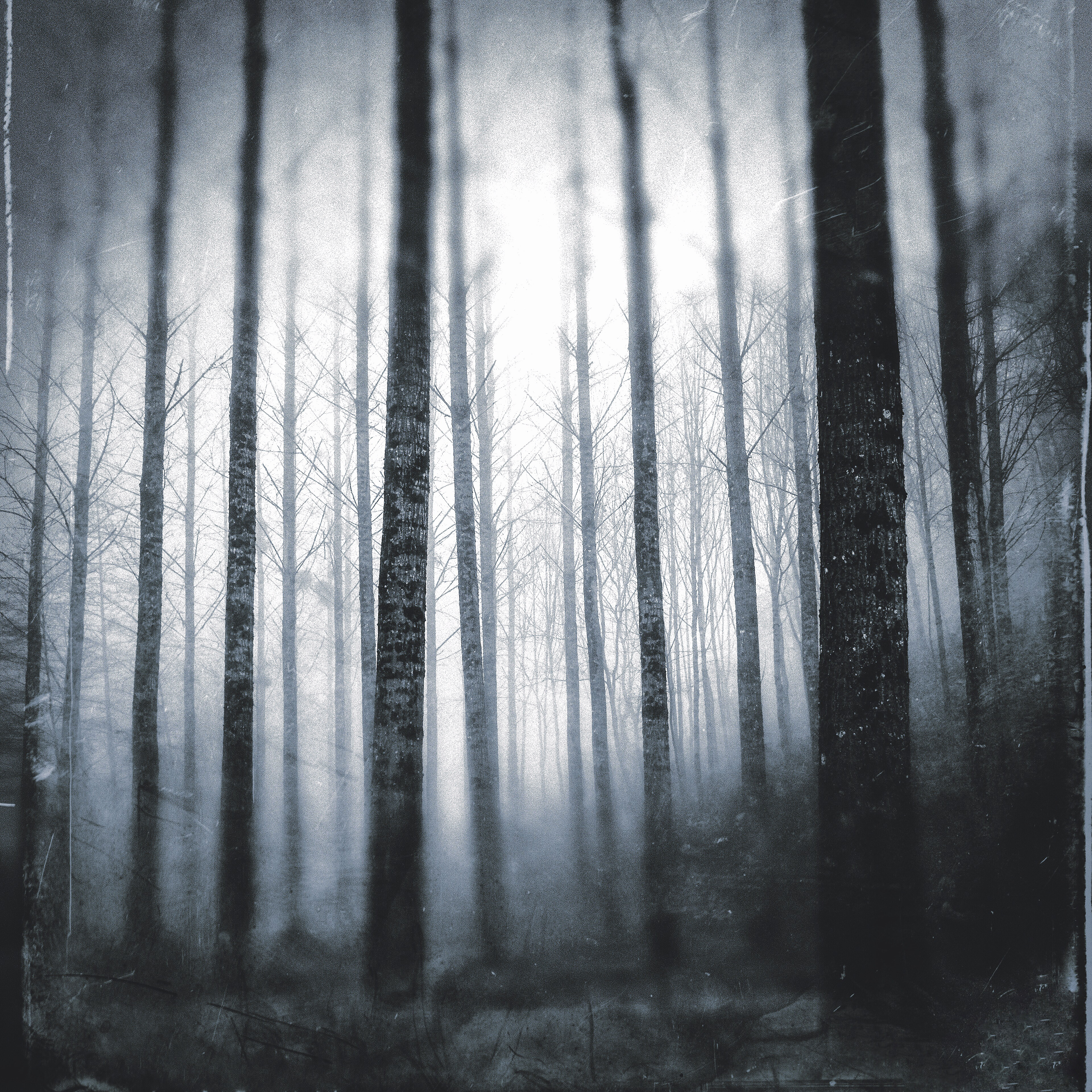 The Poplars