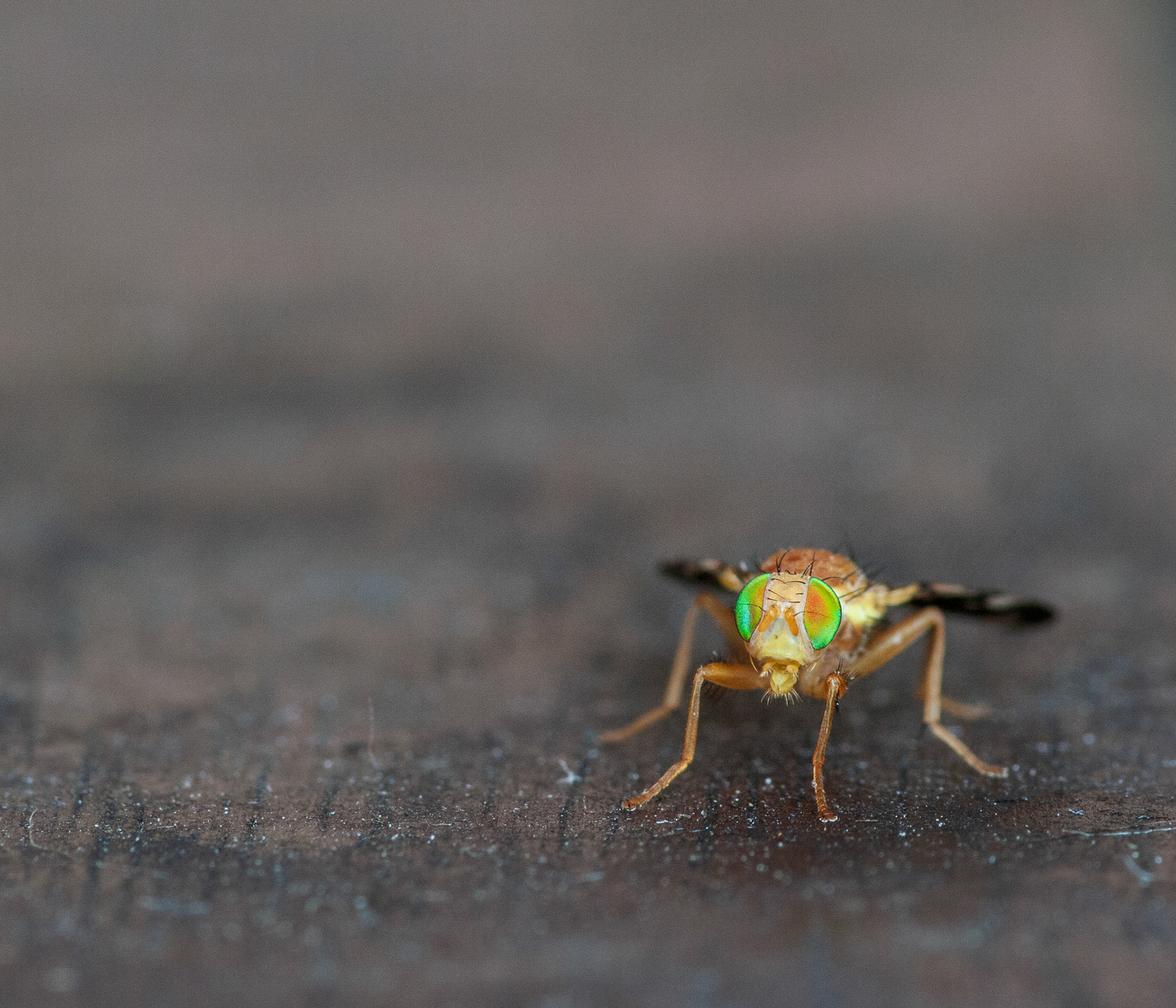 Some member of the genus Strauzia, I believe. Possibly Strauzia longipennis.