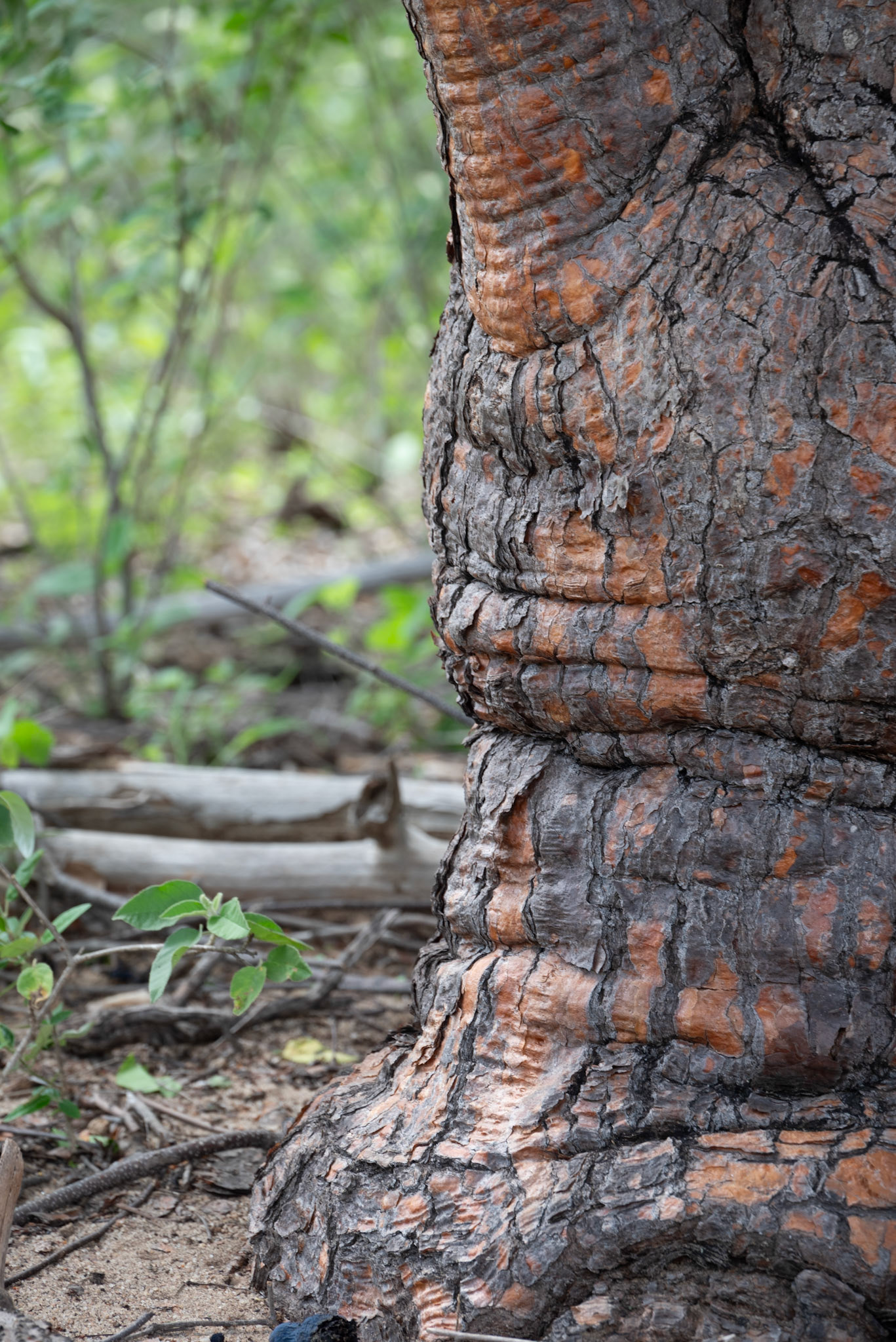 UNTITLED/SEM TITULO. Vale do Catimbau, 2024