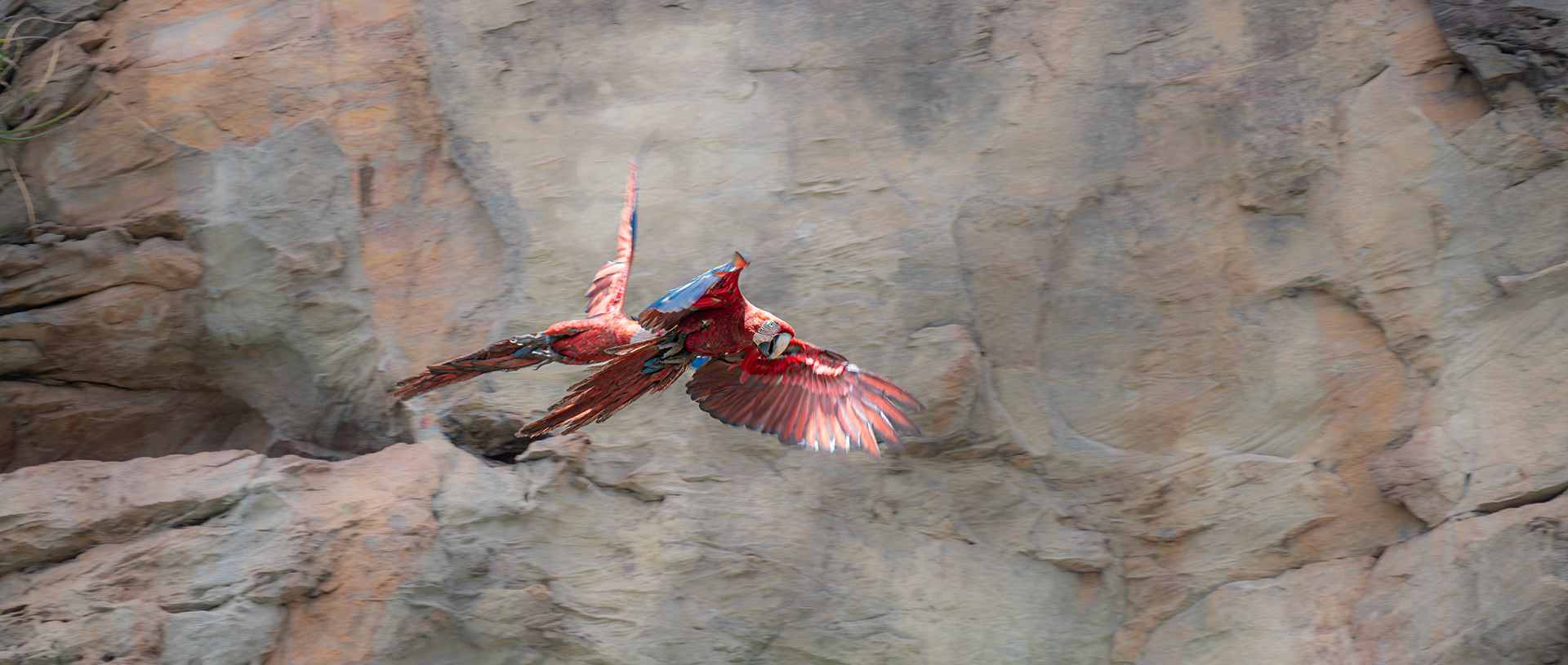 DUAS ARARAS CANINDE (TWO ARARAS CANINDE). Serra da Capivara, 2024