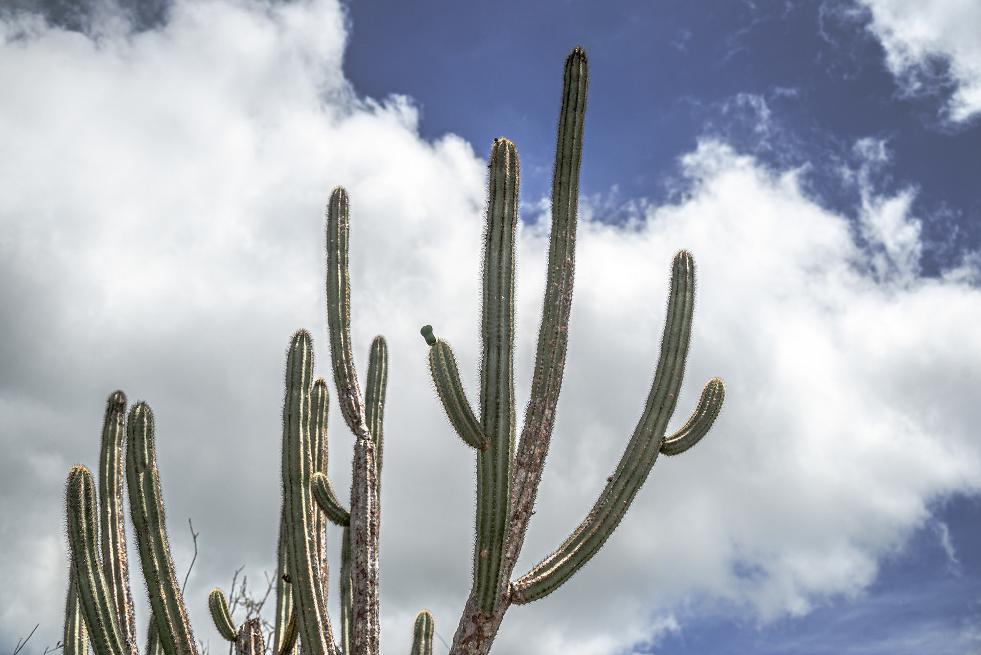 XIQUE-XIQUE. Vale do Catimbau, 2024