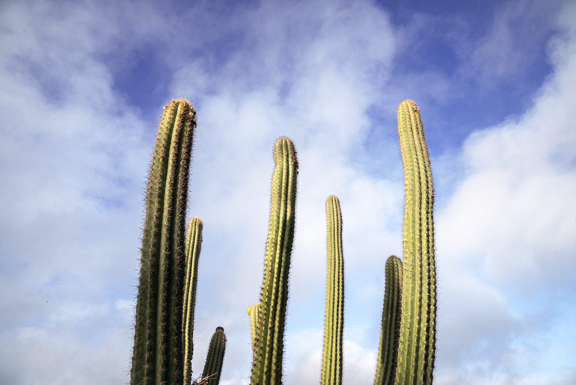 3) A NATUREZA. Muita vida existe na transição do Agreste para o Sertão. Para quem vê todo dia passa despercebido, mas para quem mergulha no Catimbau é uma grande poesia.