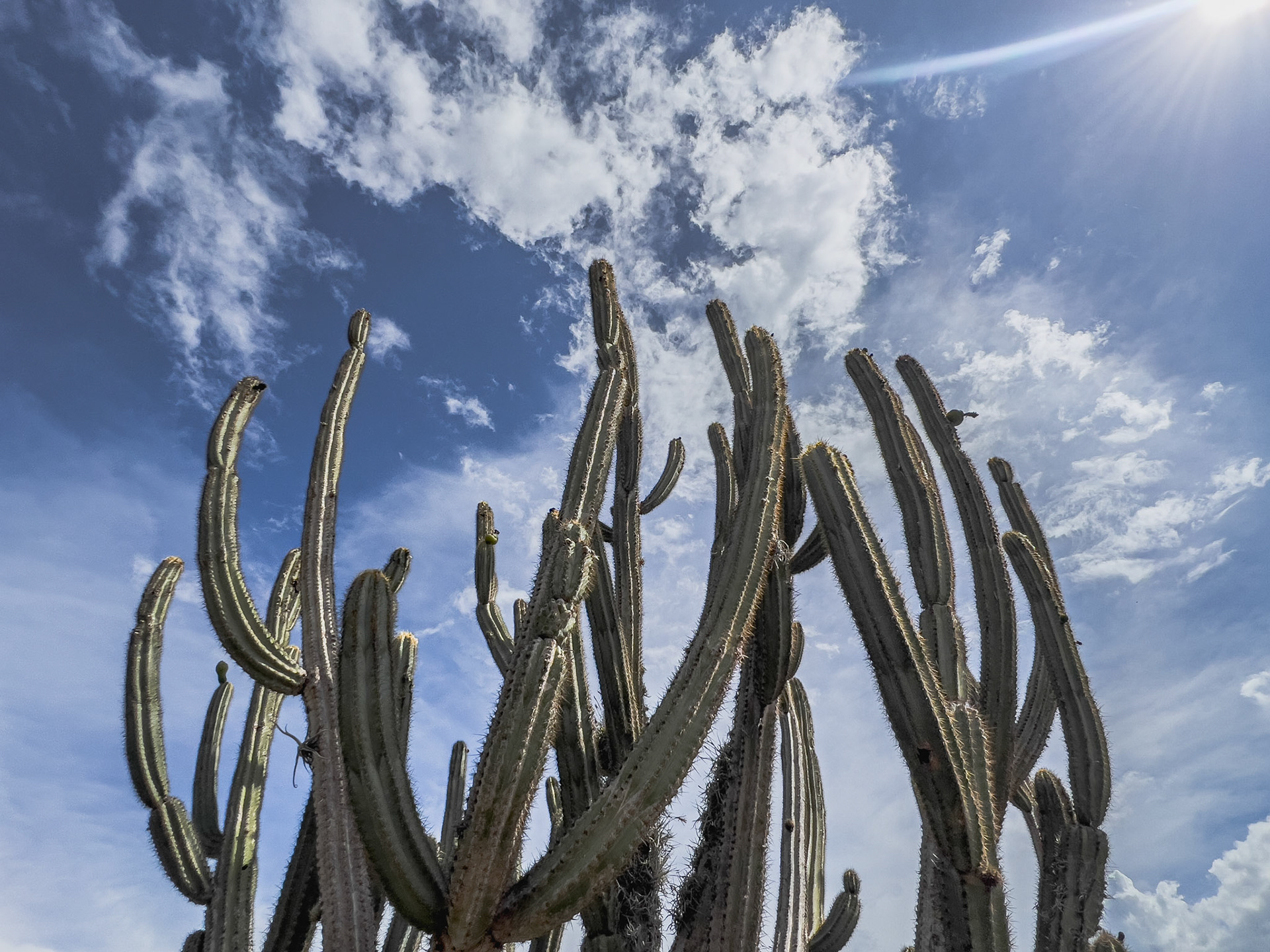 UNTITLED/SEM TITULO. Vale do Catimbau, 2024