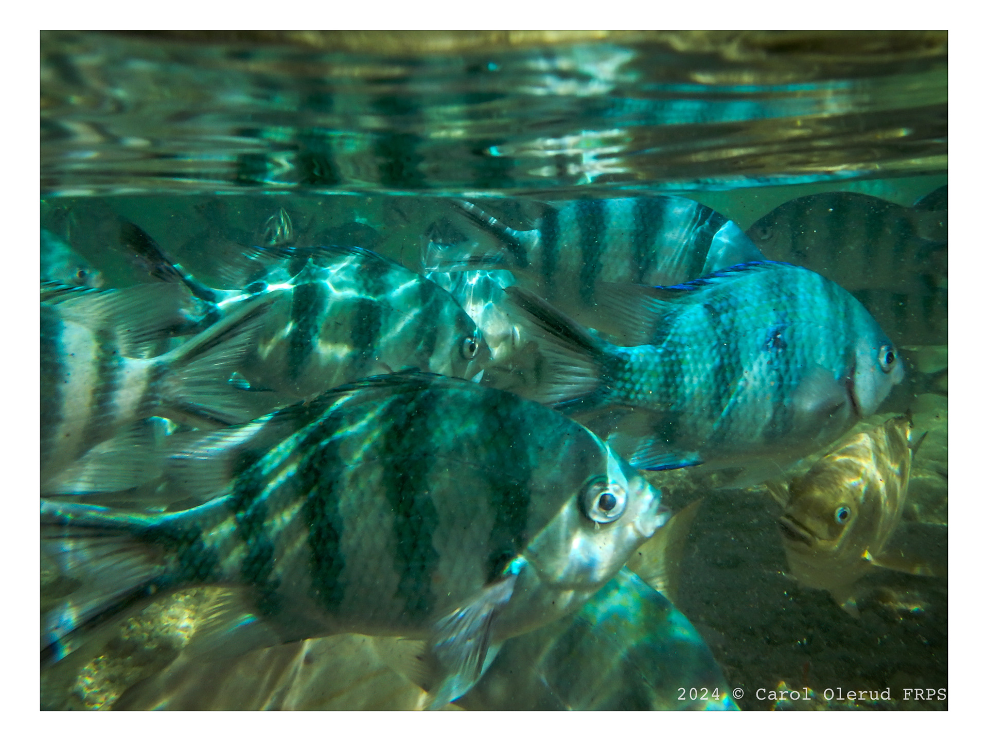 Lady Elliot Island Lagoon Fish