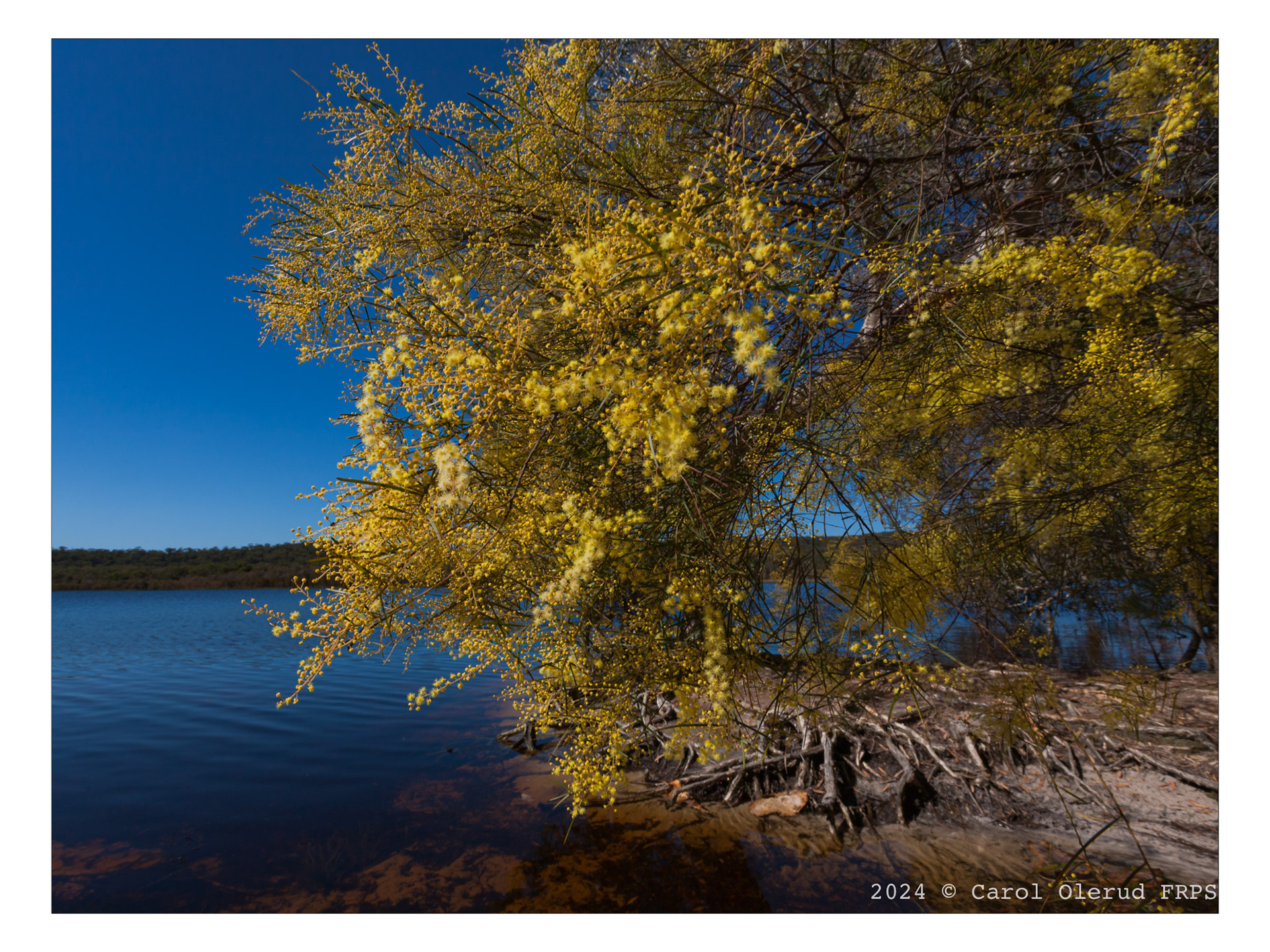 Wattle at Brown Lake